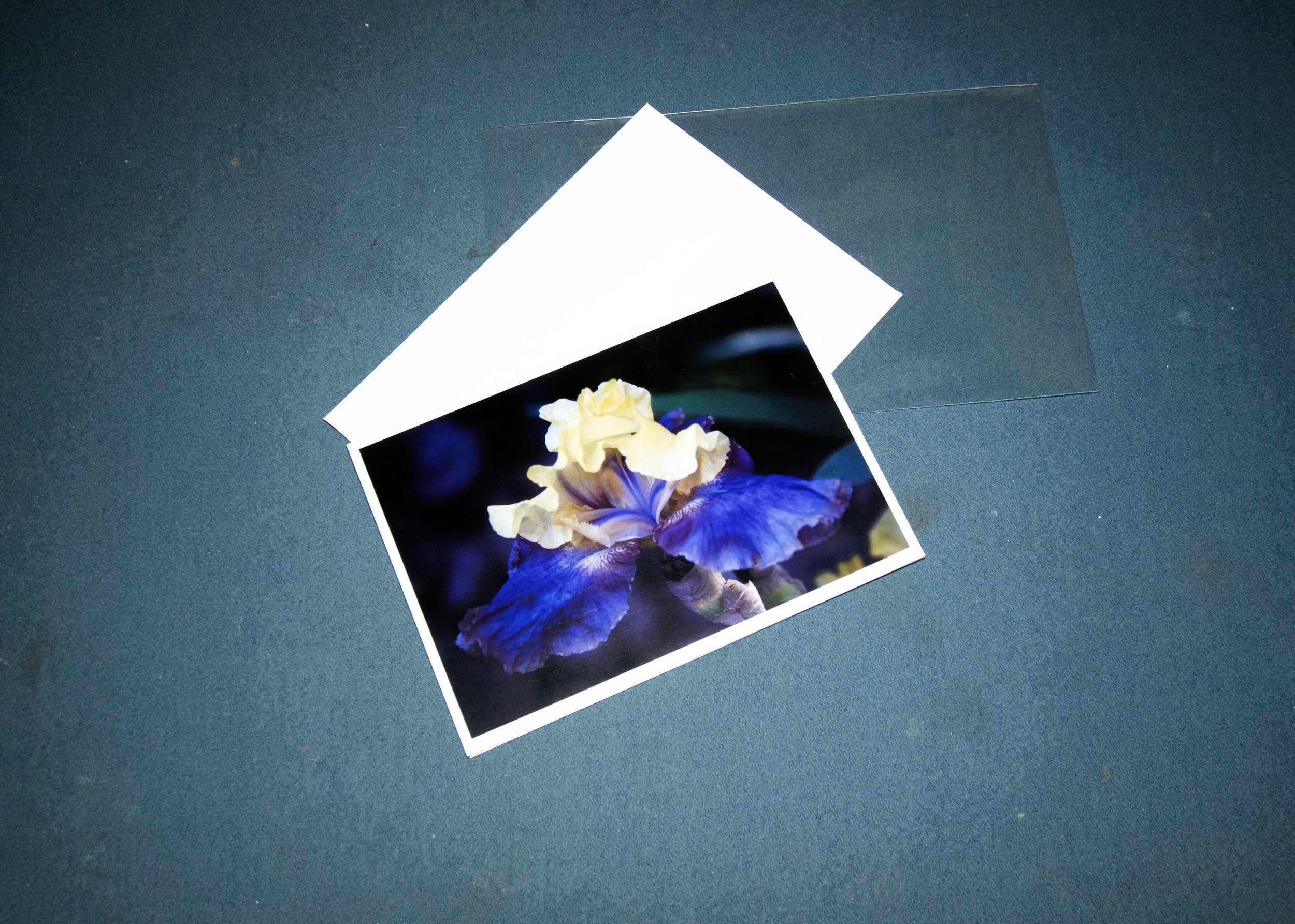 3 elements Purple Yellow Iris.jpg
