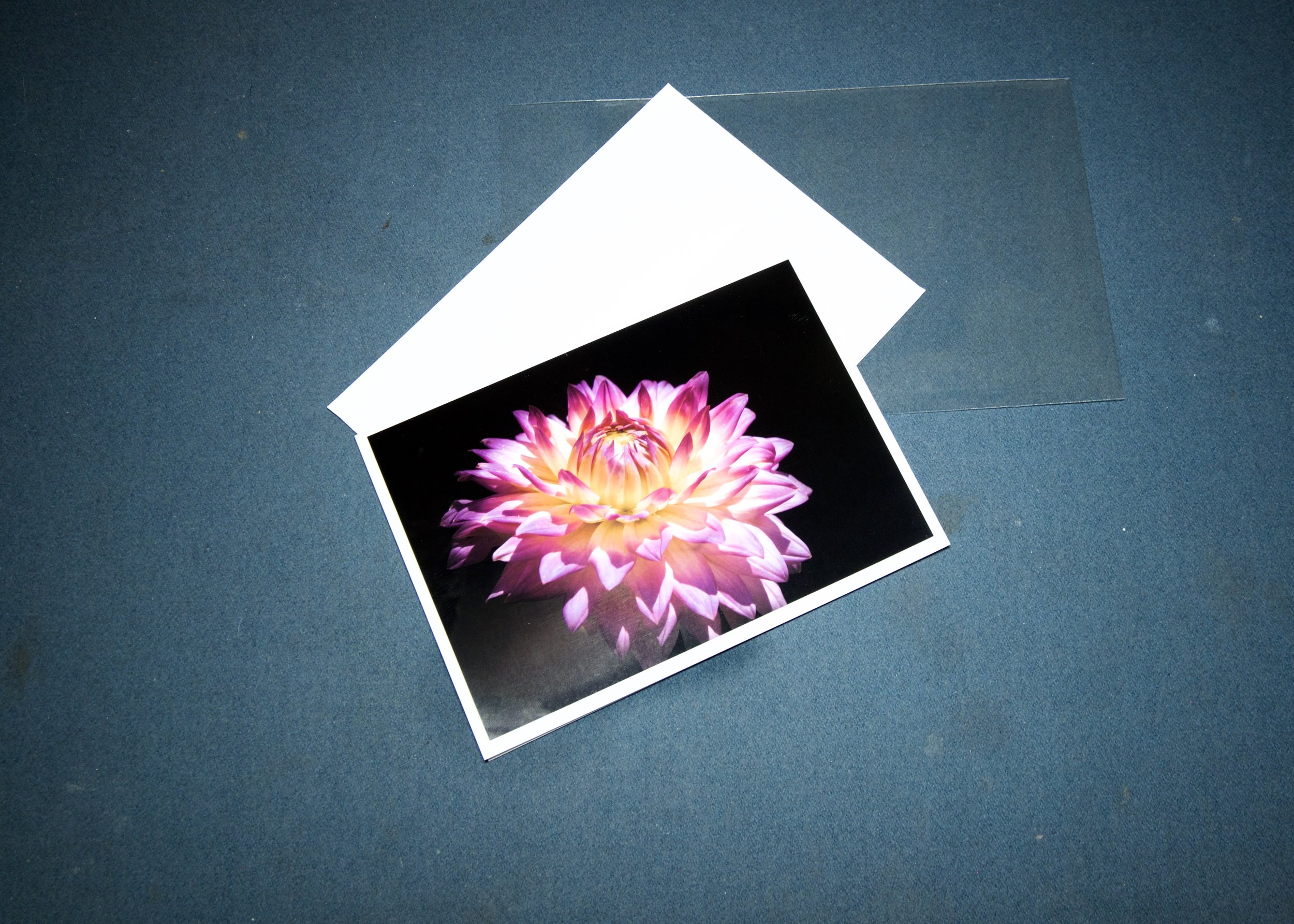 3 elements Pink Yellow dahlia.jpg