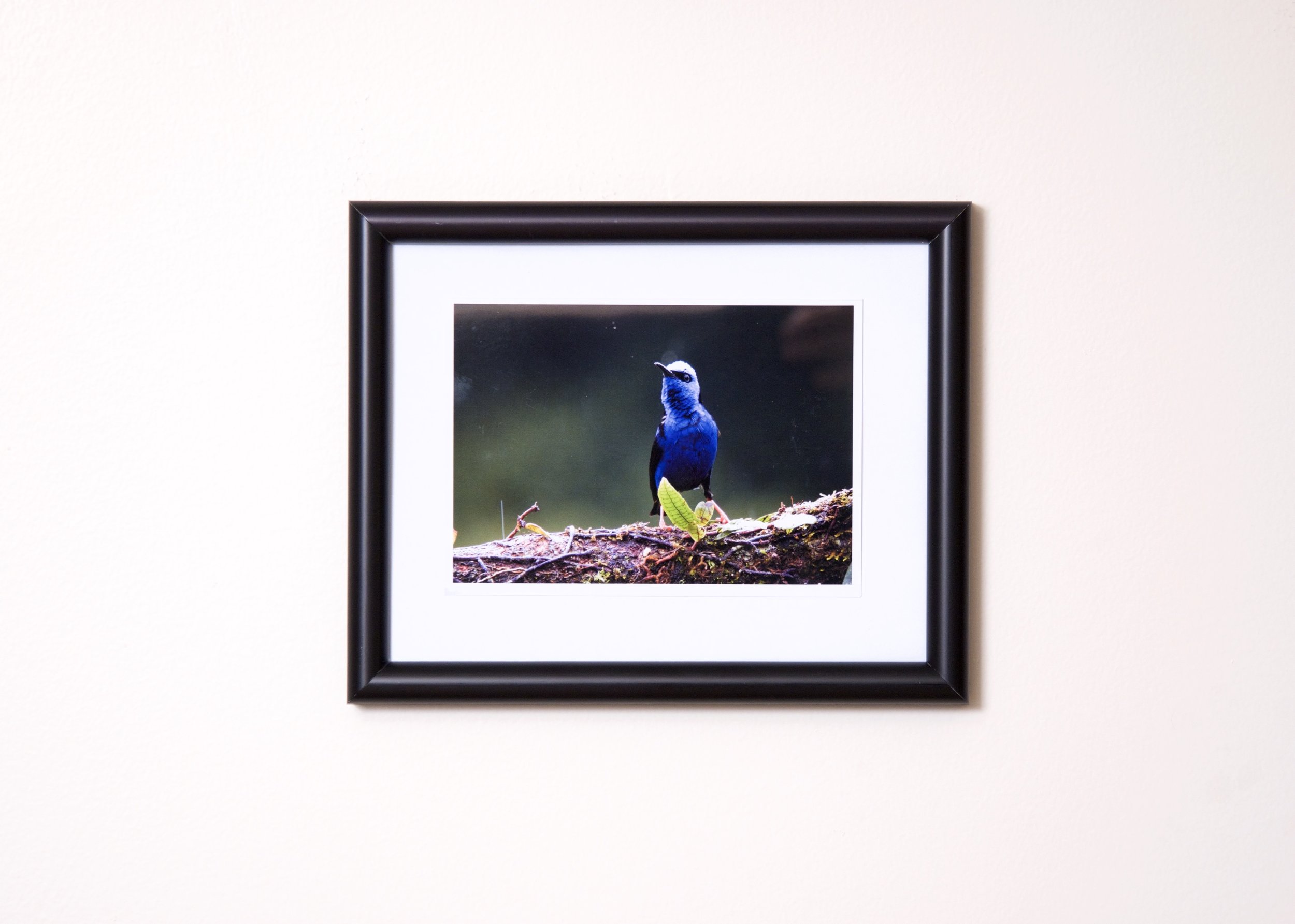 Picture. Red-legged Honeycreeper in morning light.jpg