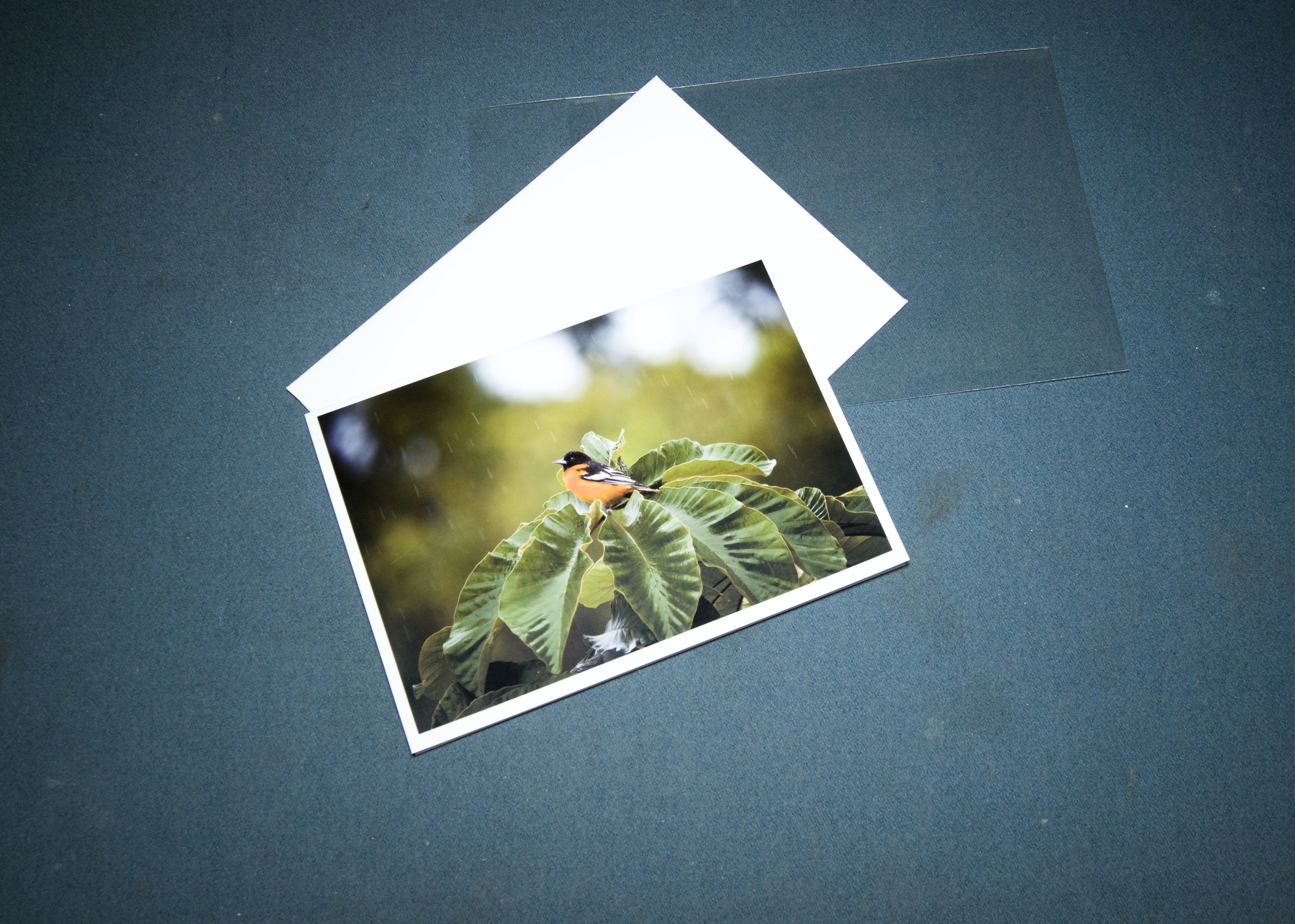 3 elements Baltimore oriole singing in rain.jpg