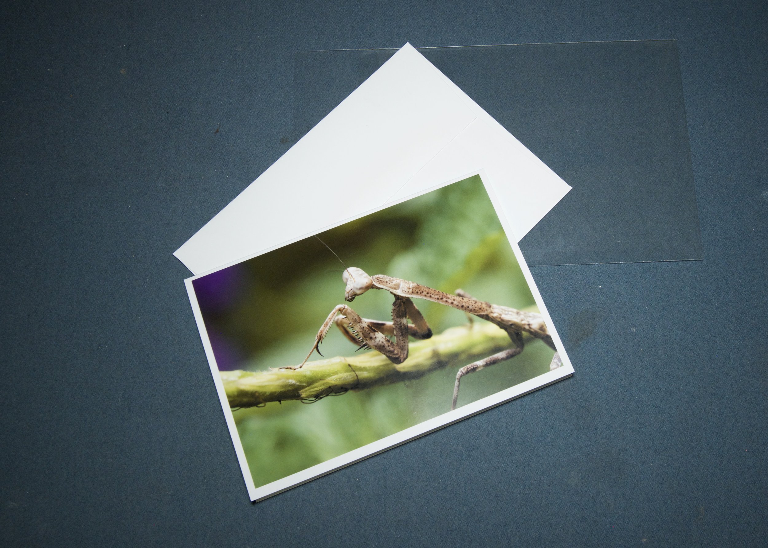 3 elements Praying Mantis.jpg