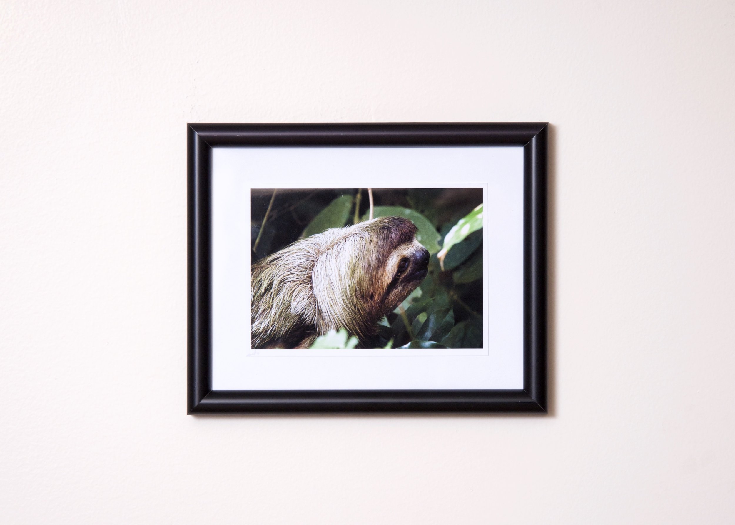 Picture. Sad Sloth.jpg