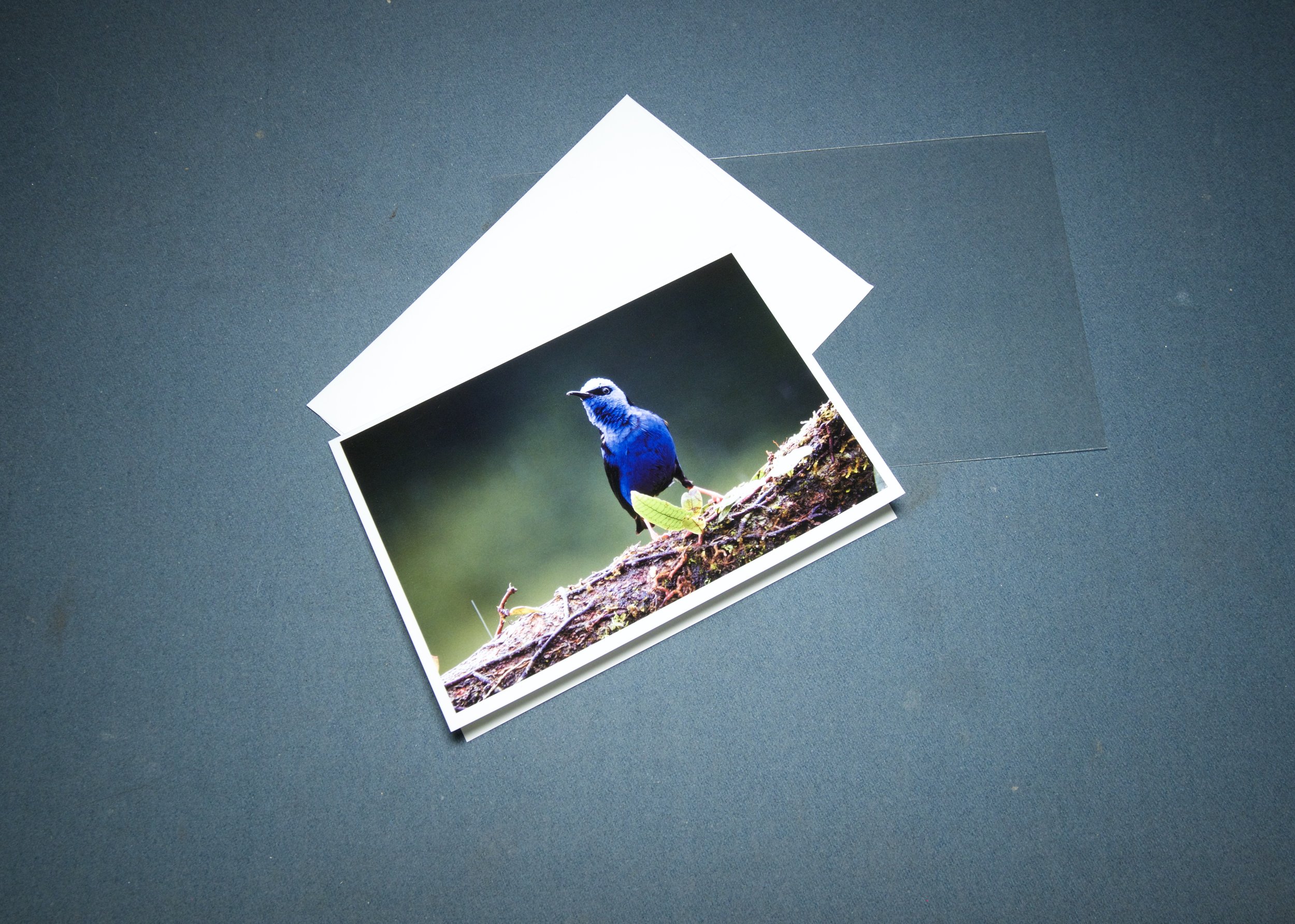 3 elements red legged honeycreeper.jpg