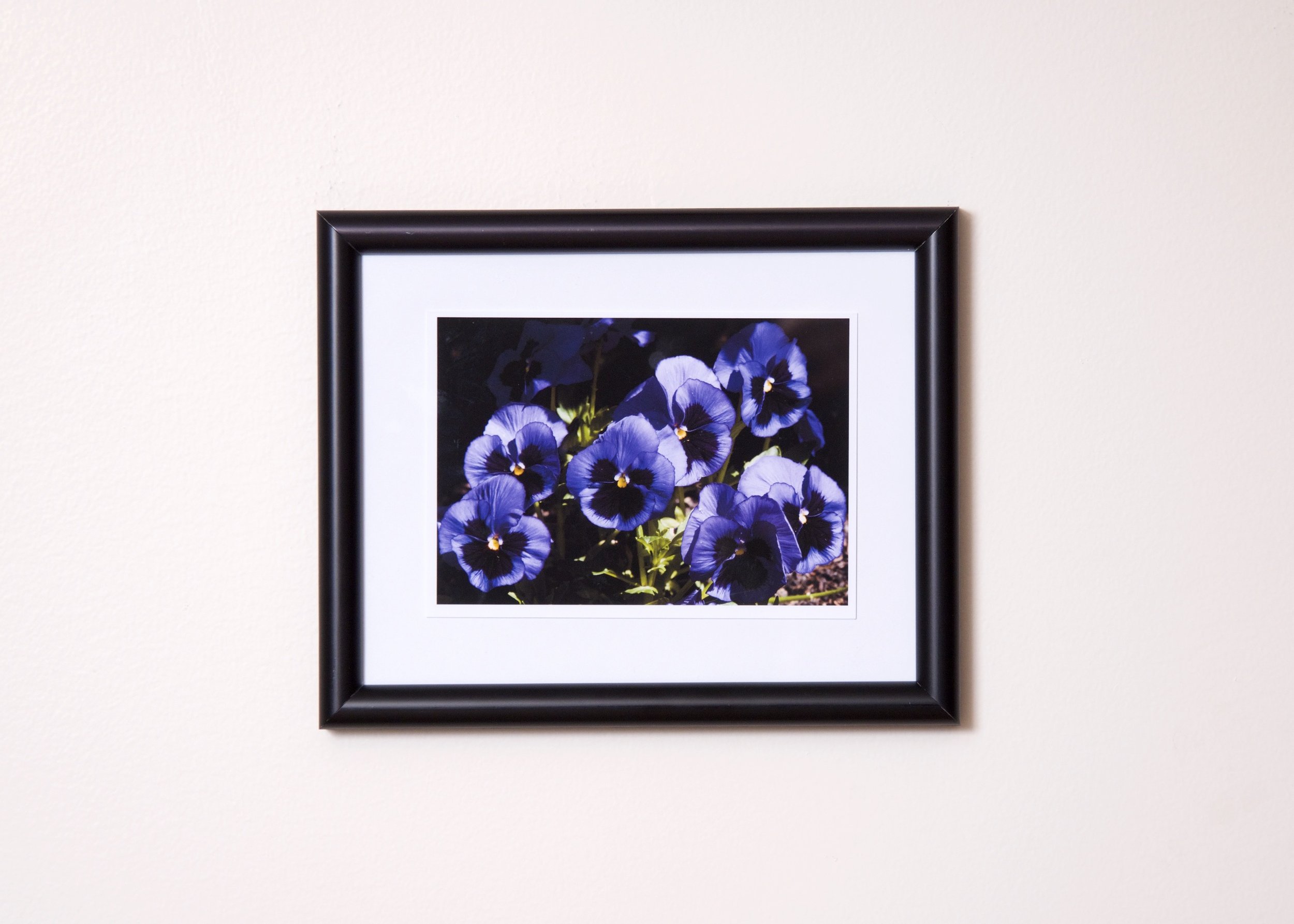 Picture. Purple Pansies.jpg