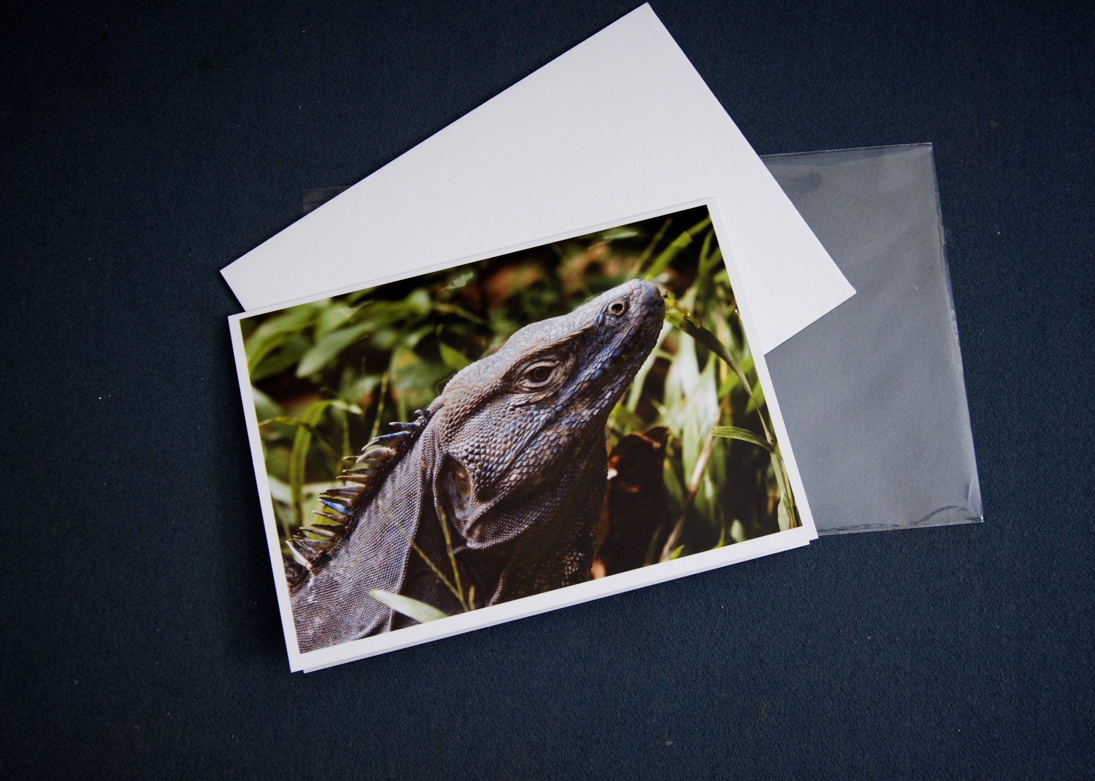 3 elements Of Iguanas and flies.jpg