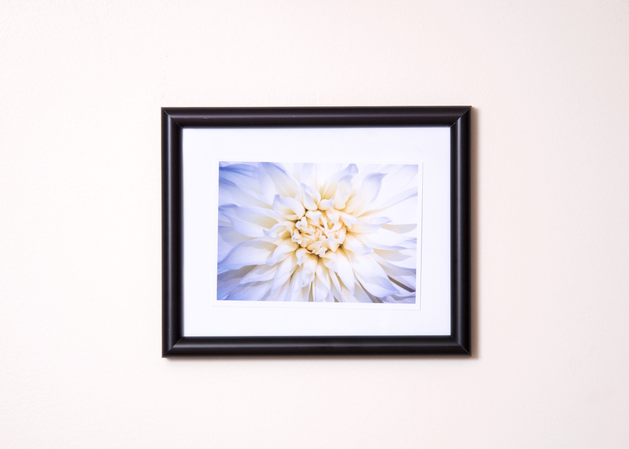 Picture. Close encounter with a white dahlia.jpg