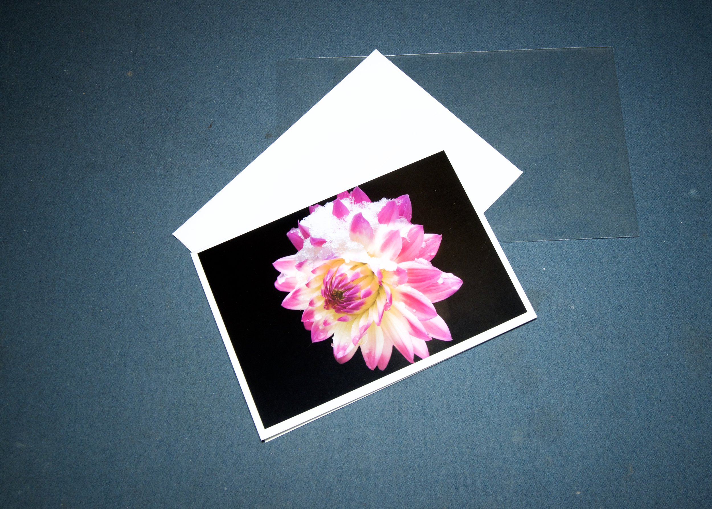3 elements Pink Yellow dahlia with ice.jpg