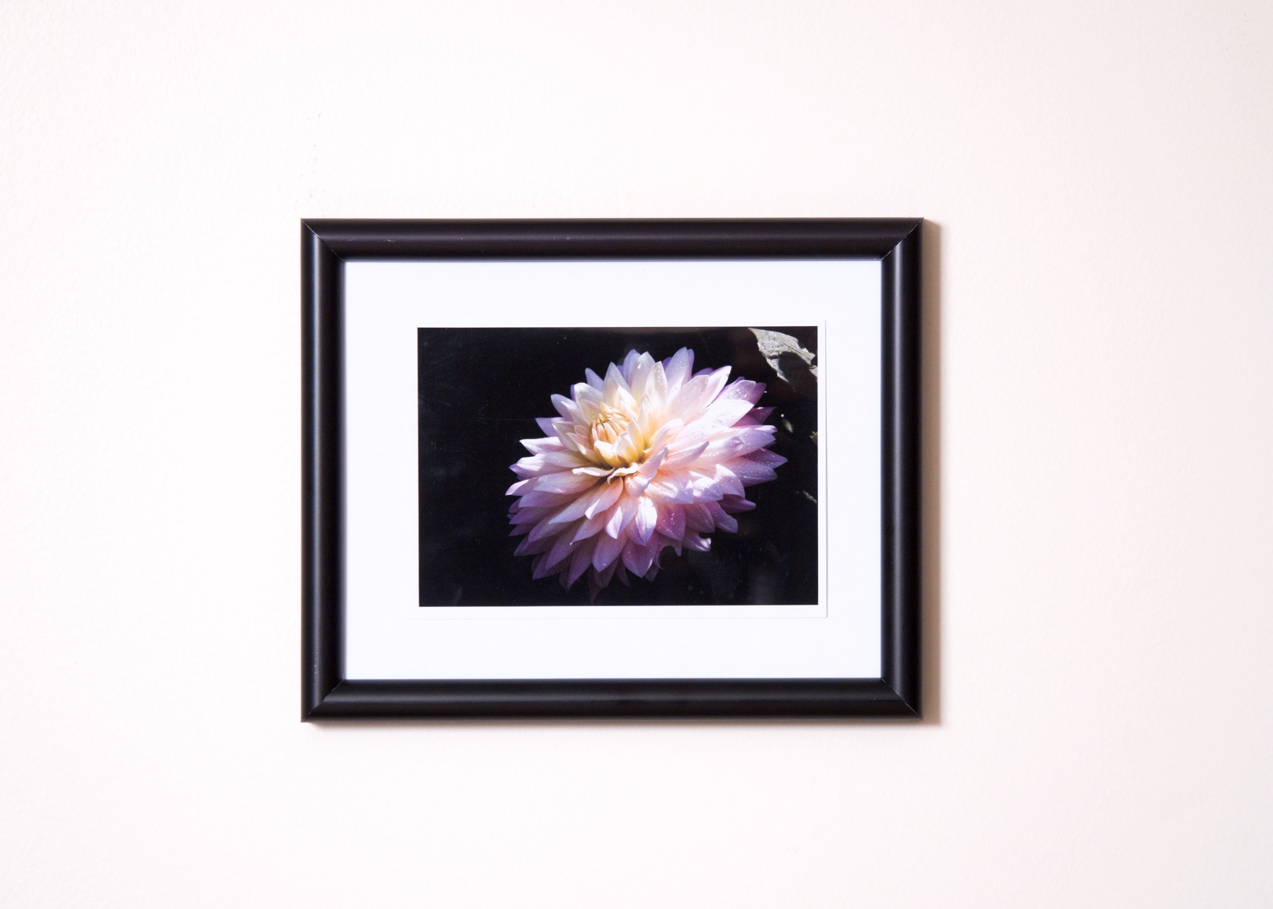 Picture. Pink Dahlia in morning light after rain.jpg