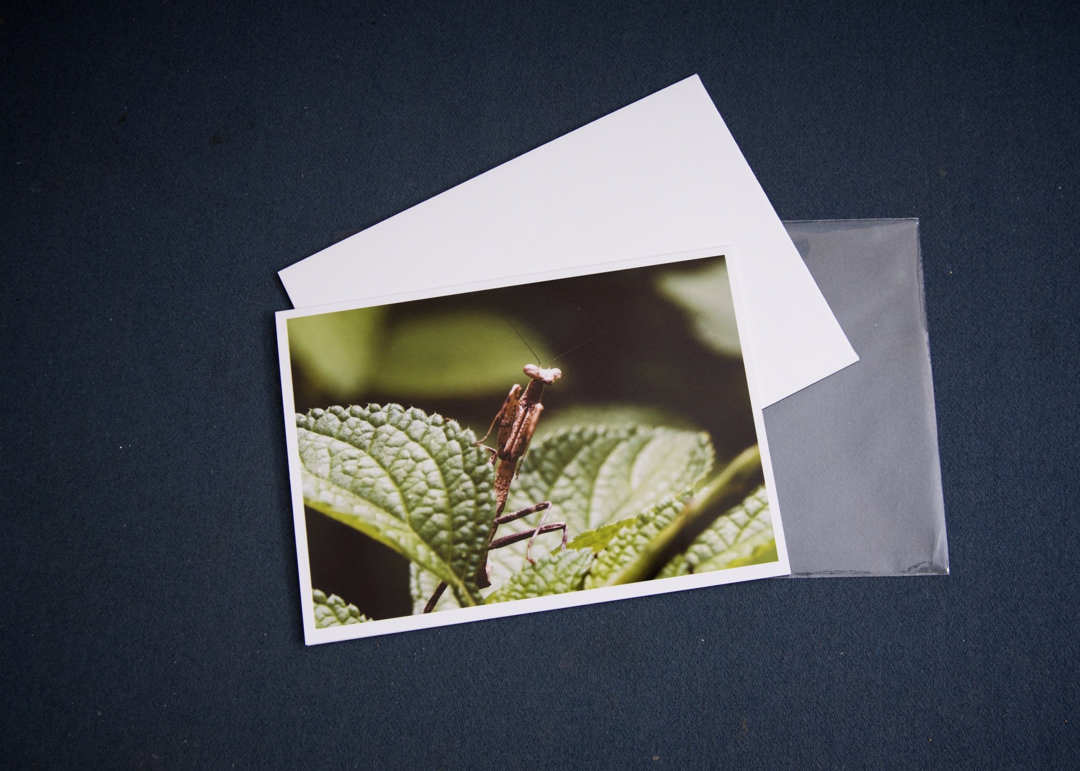 3 elements Peeking Praying Mantis.jpg