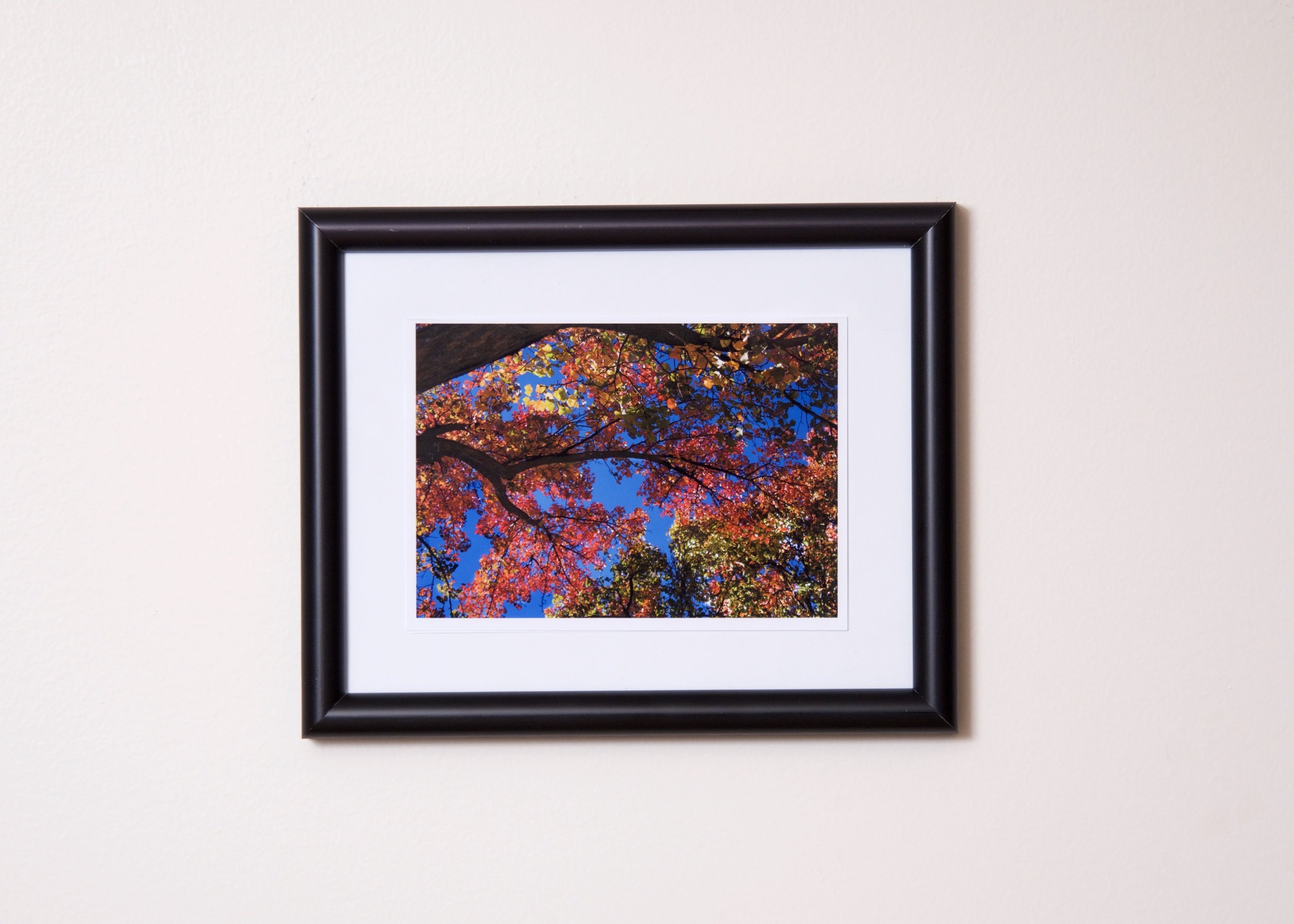 Picture. Fall colors on trees.jpg