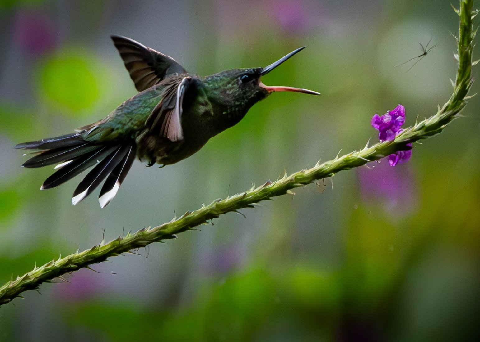 Rufous hummingbird getting appetizer.jpg