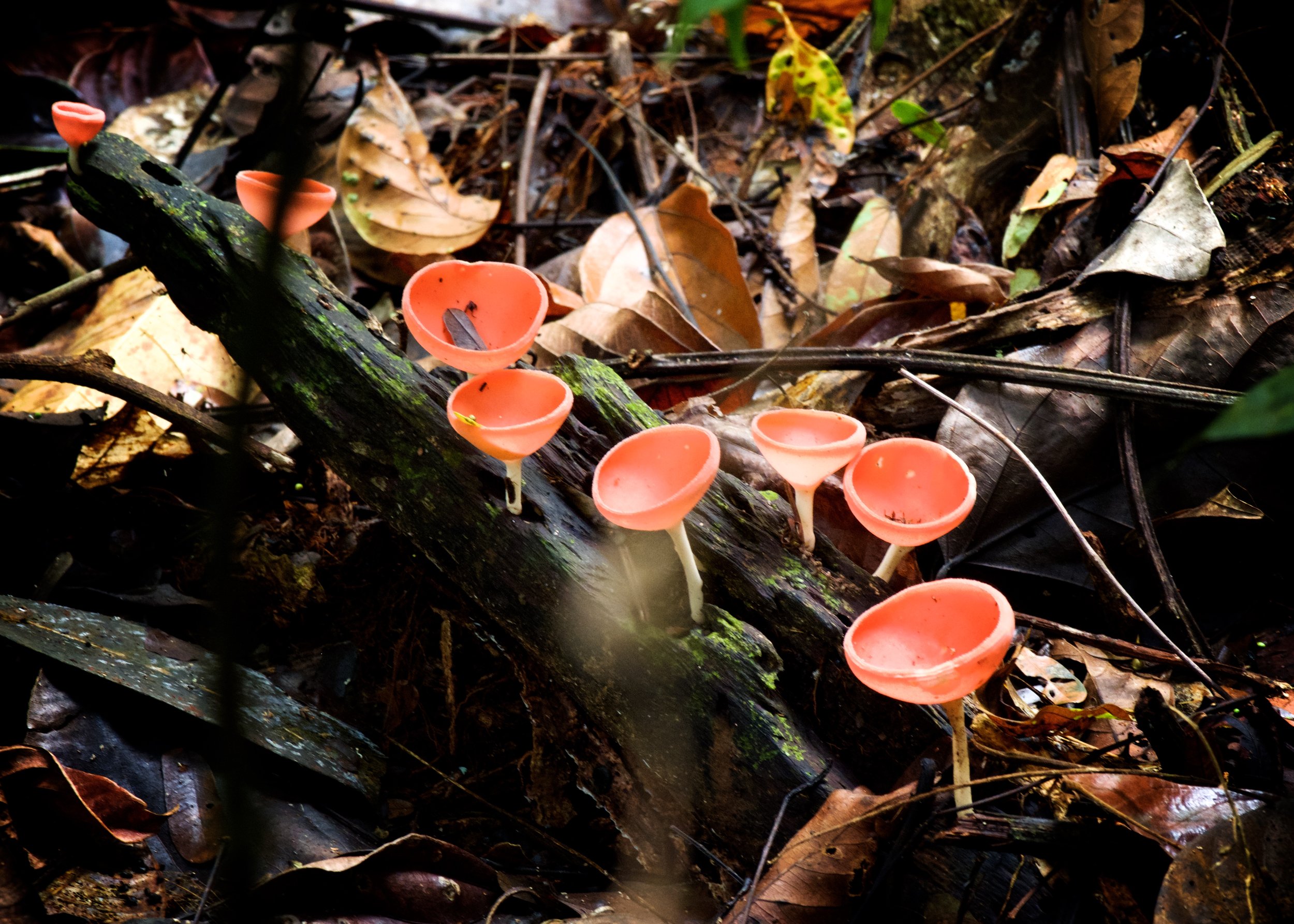 mushrooms.jpg