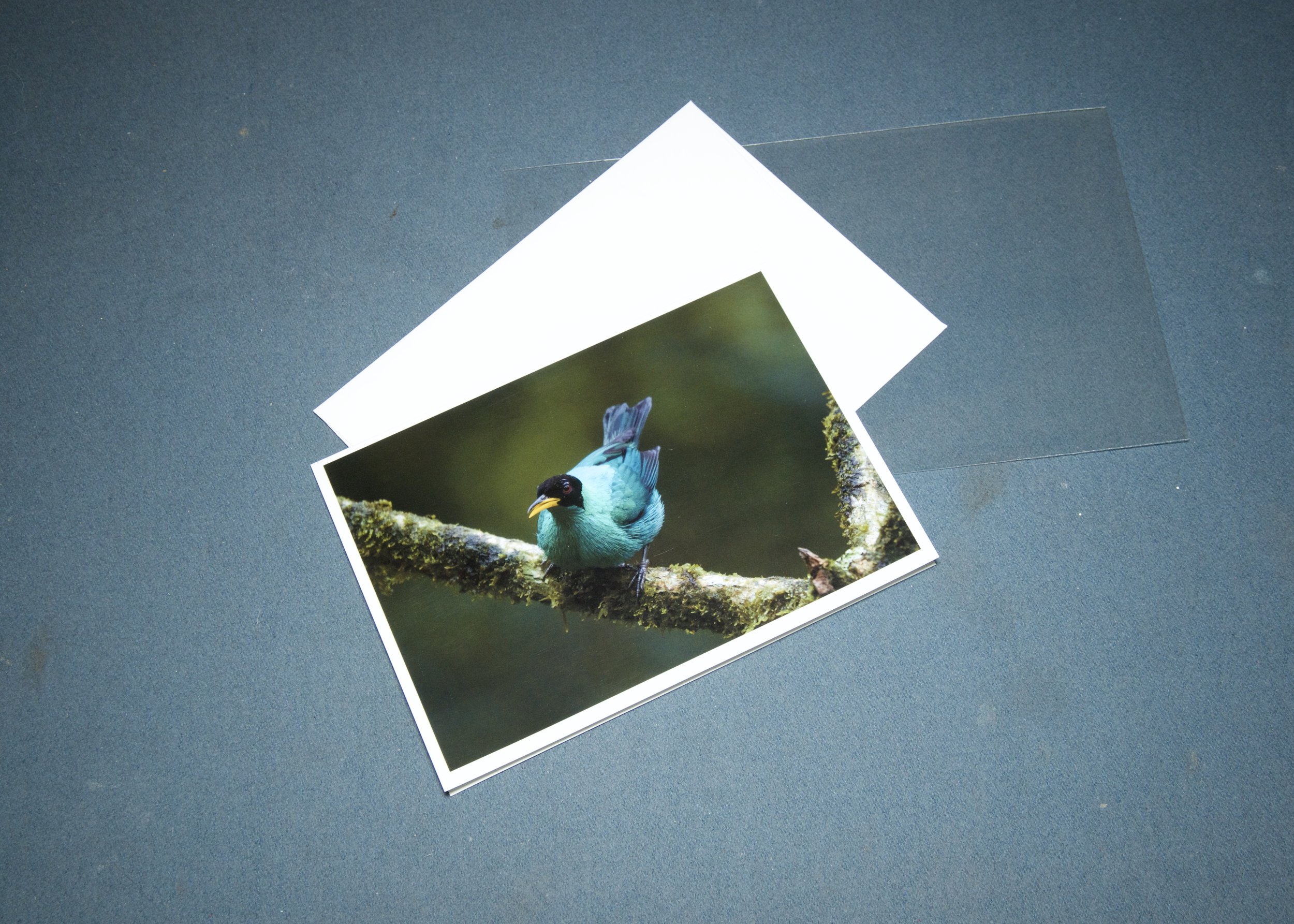 3 elements Green honeycreeper.jpg