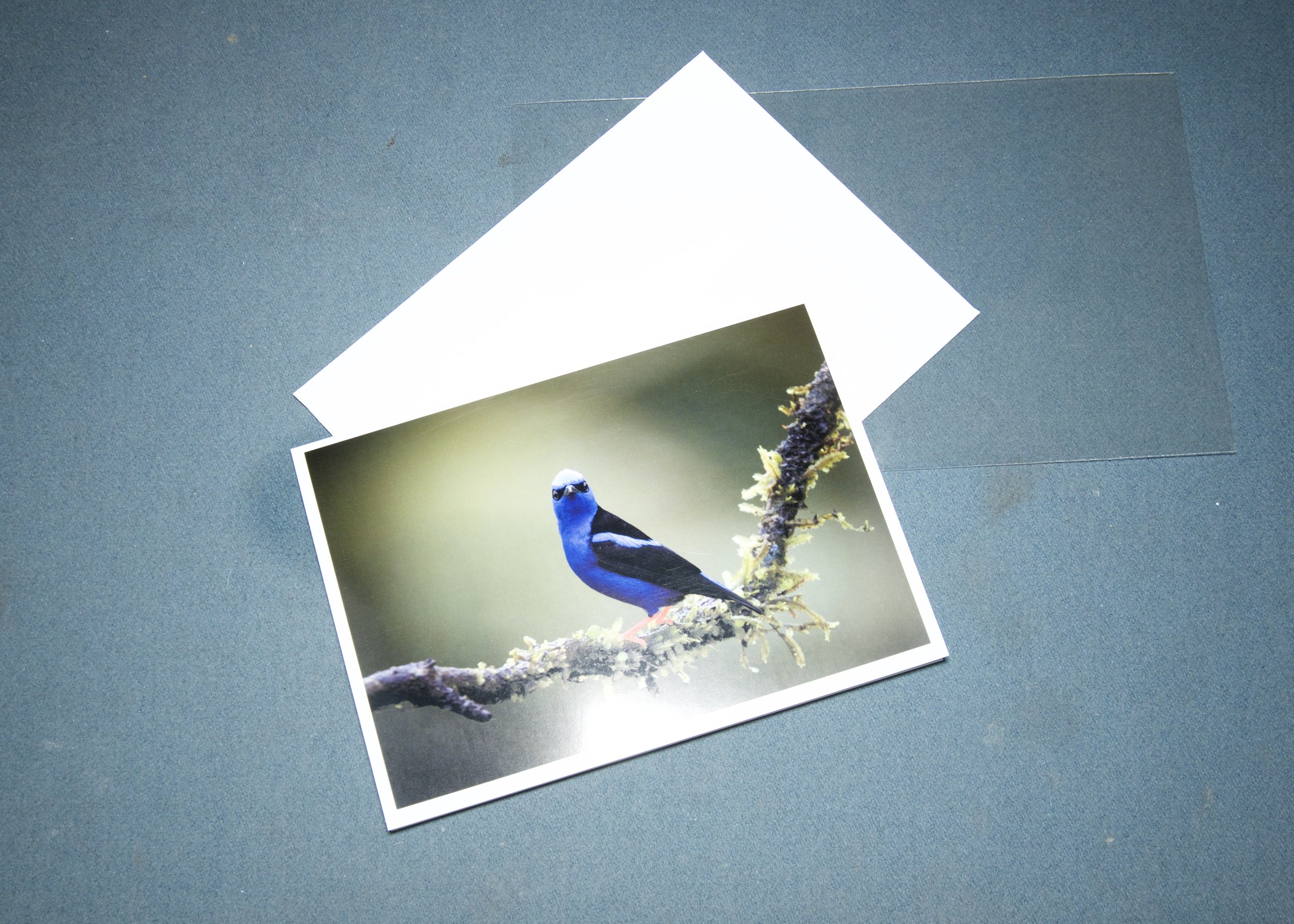 3 elements Red Legged honeycreeper glaring.jpg