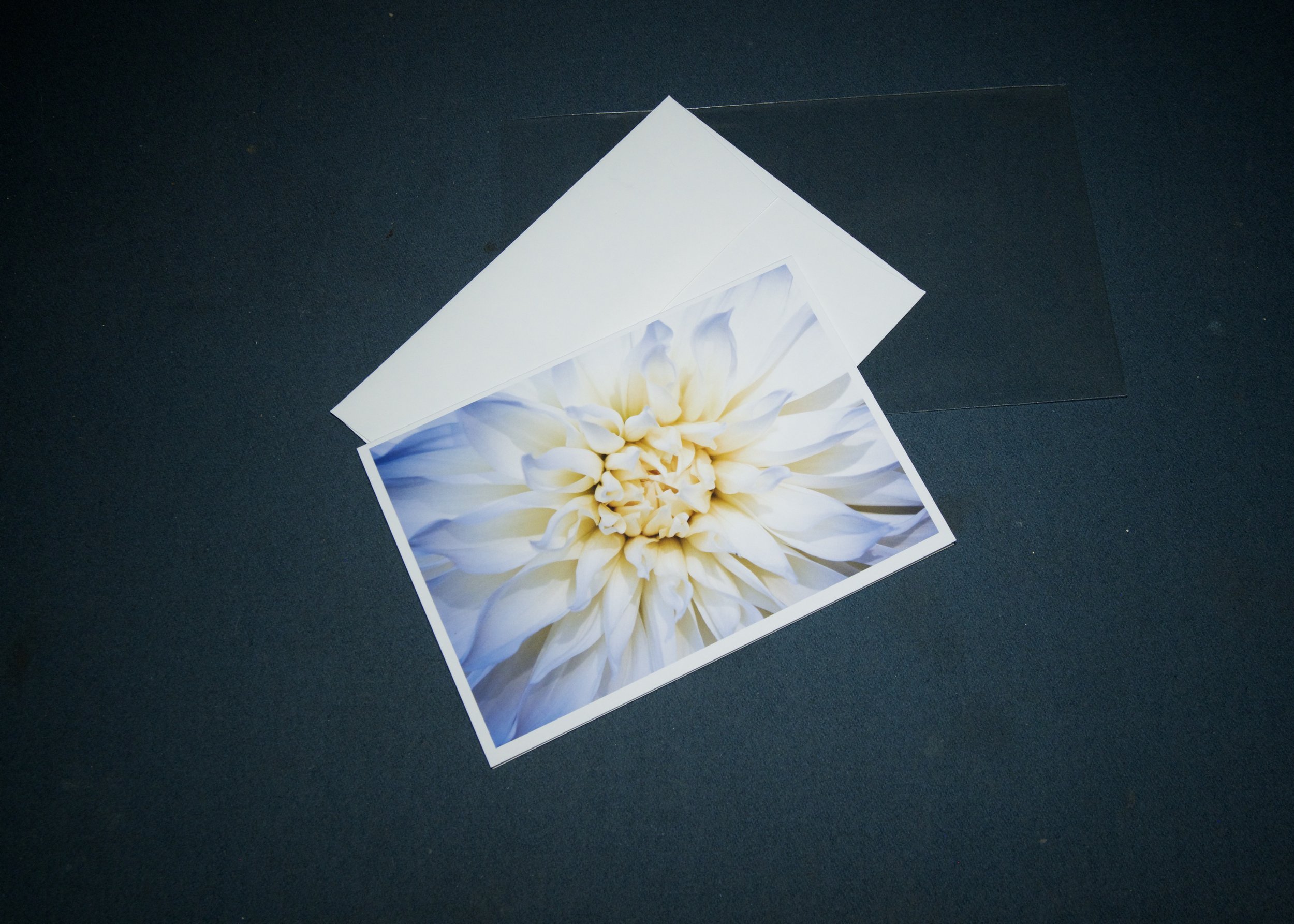3 elements White dahlia close encounter.jpg