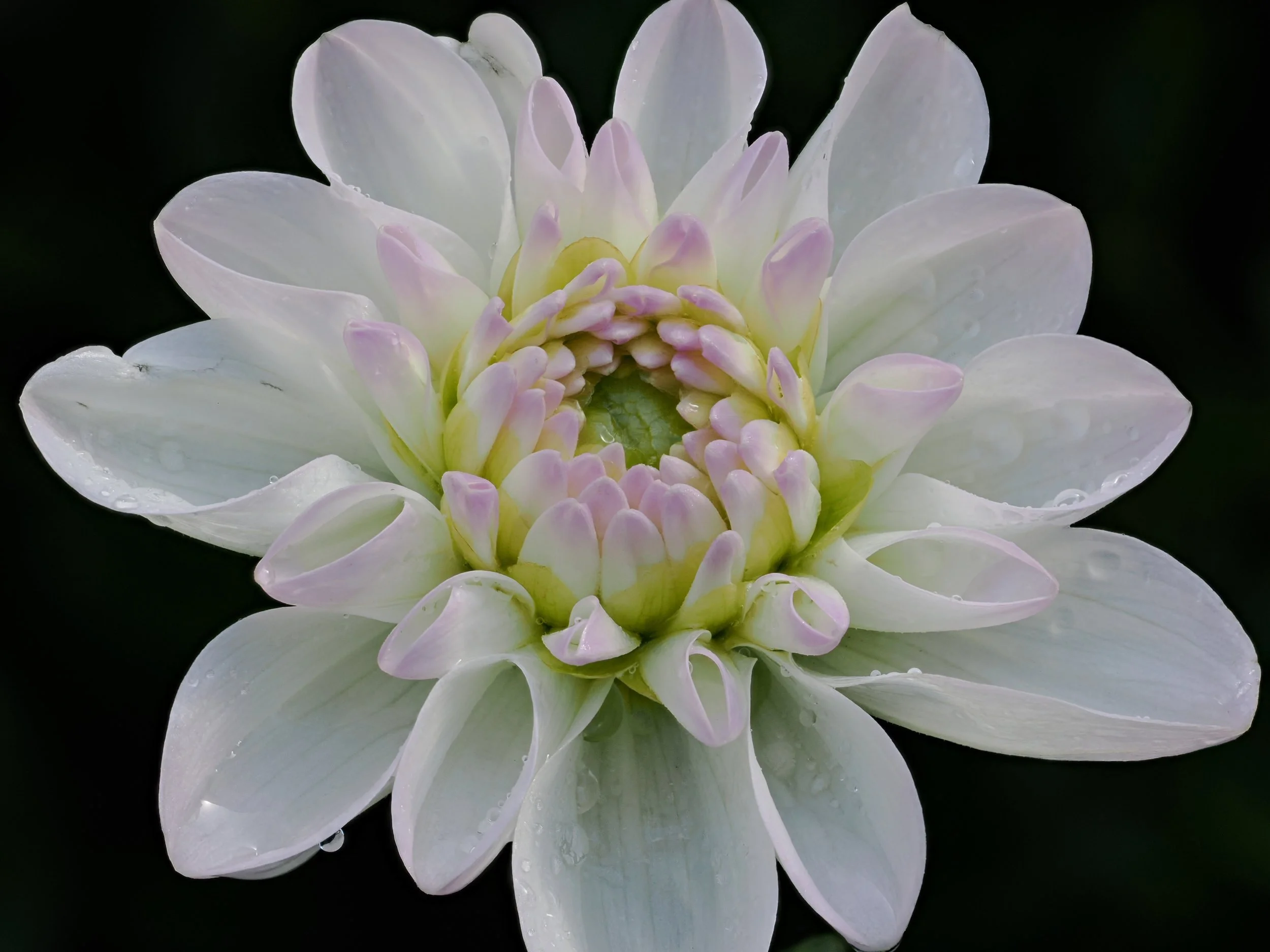 Eveline dahlia in the September rain.jpg