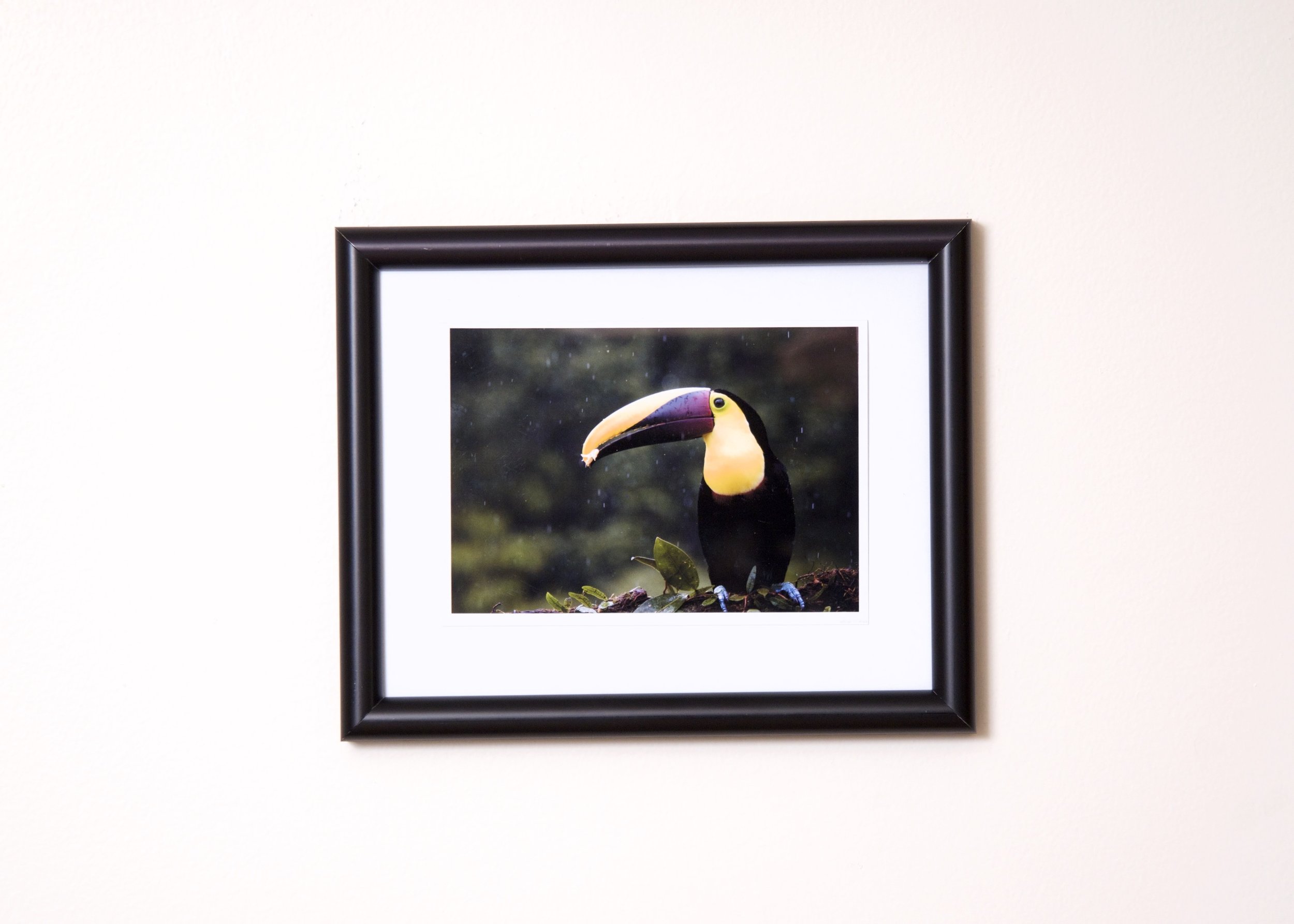 Picture. Yellow Throated Toucan in the rain.jpg