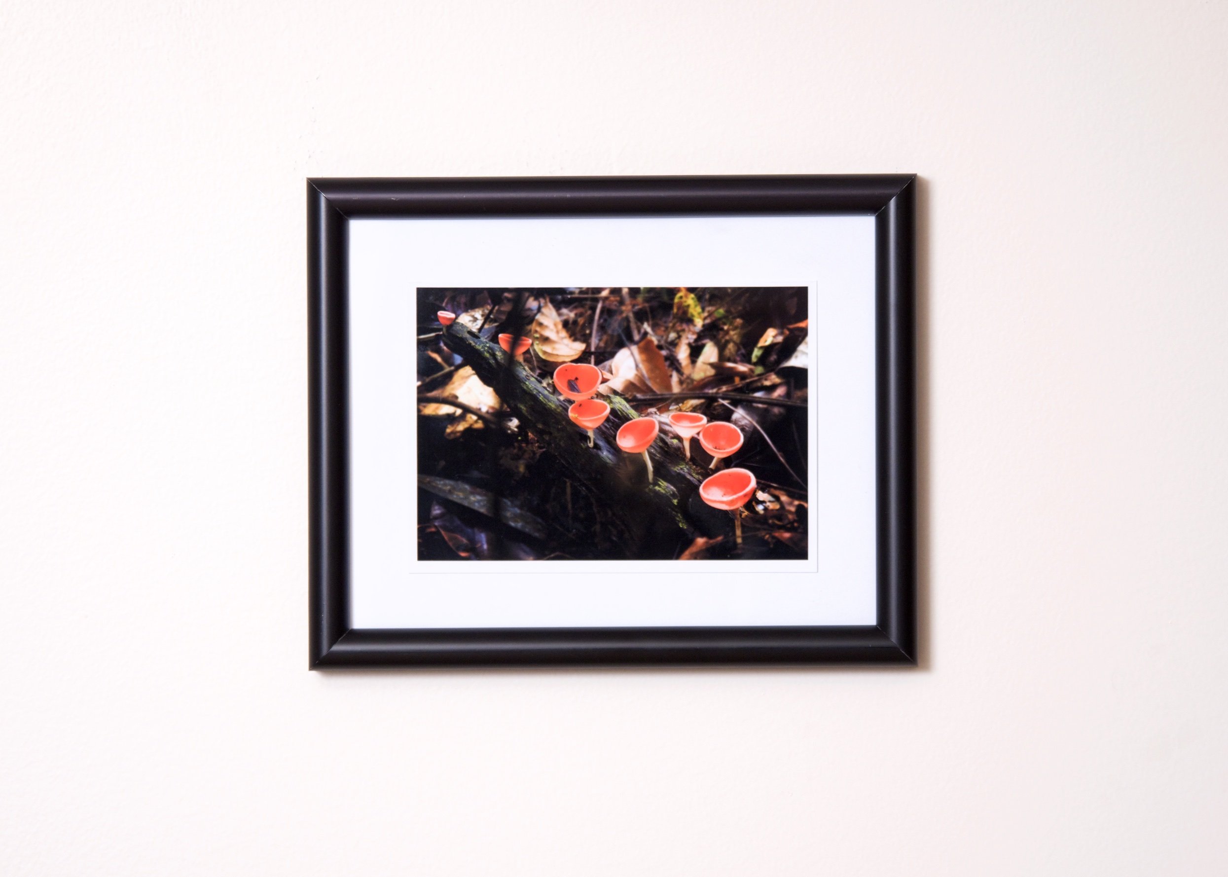 Picture. Orange mushrooms in Costa Rica.jpg