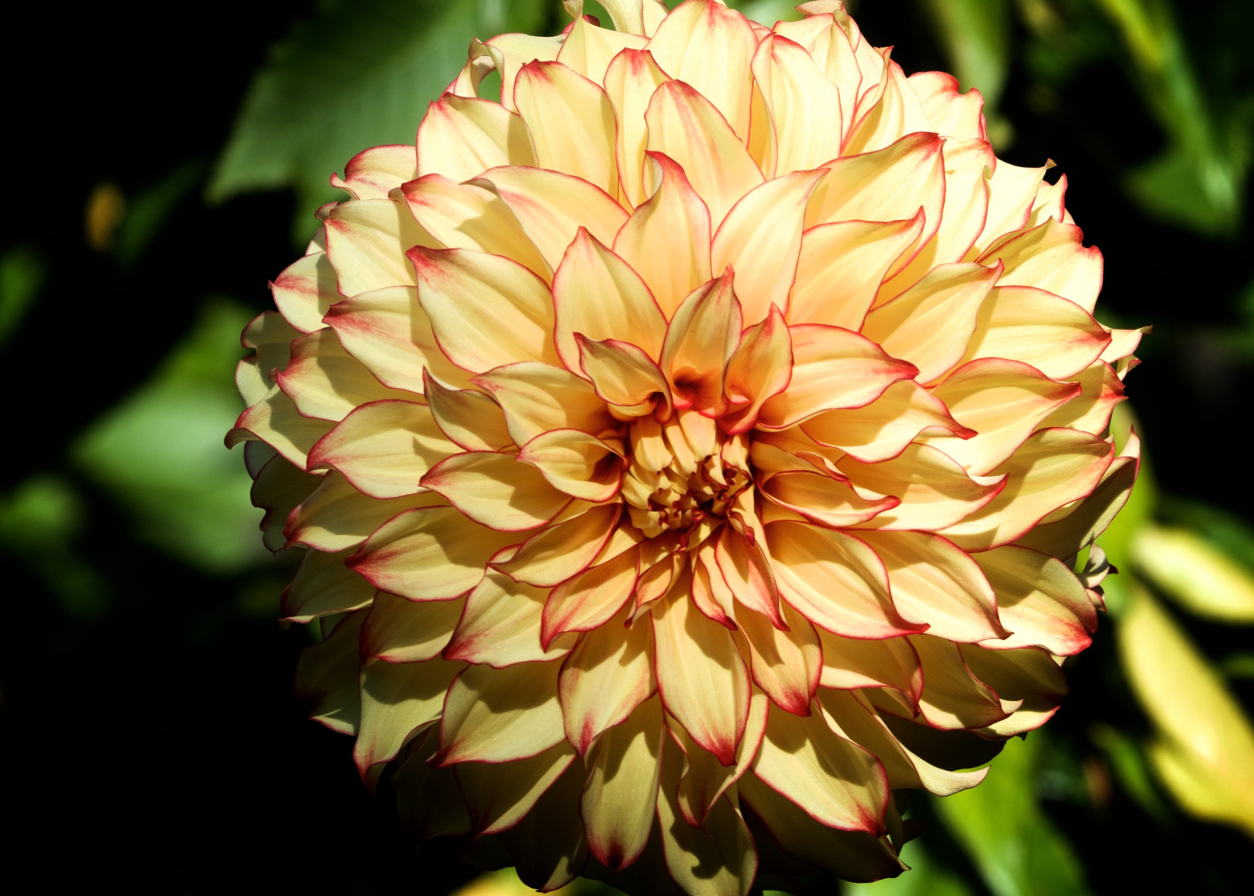 Decorative yellow dahlia with red trim en face.jpg