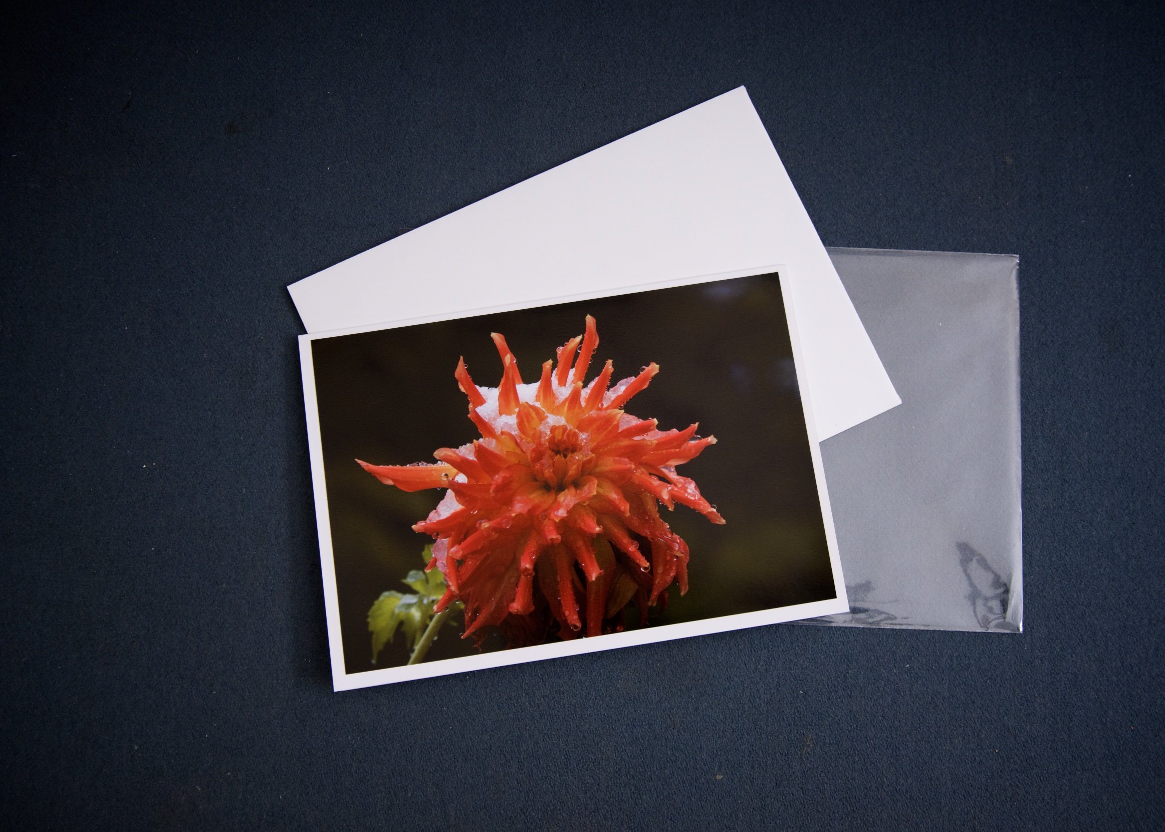 3 elements Orange Dahlia with ice.jpg