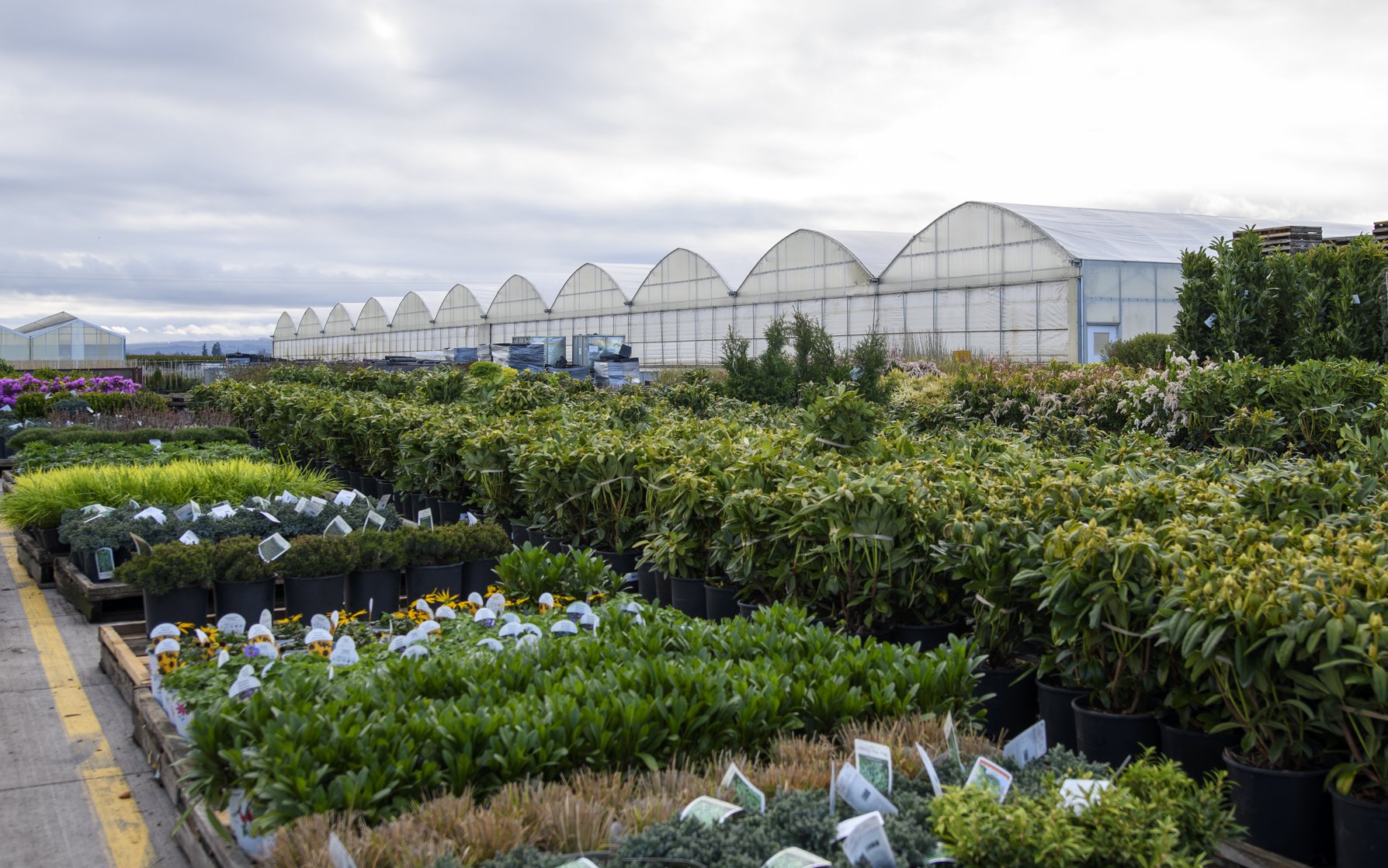 Woodburn Nursery & Azaleas ships 3 million plants a year, many of them to Costco. (Laura Tesler)
