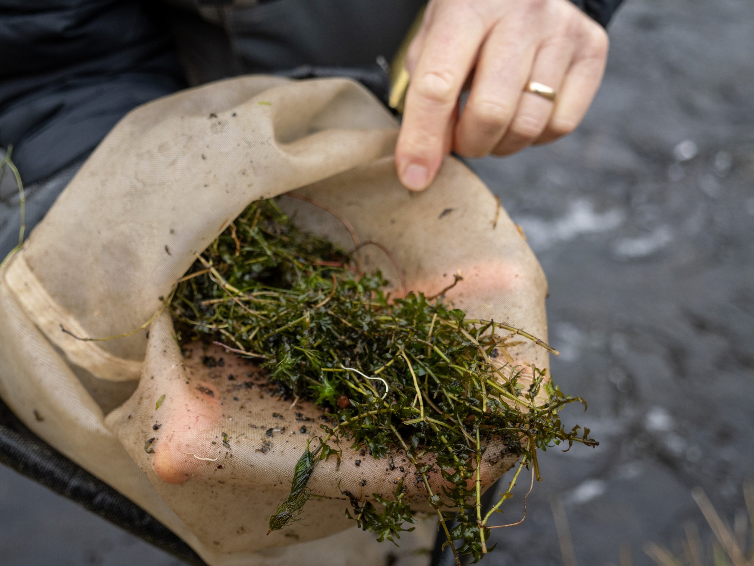 Slim Pickings: Critics say beneficial aquatic insects have declined (Credit: Brian Burk)