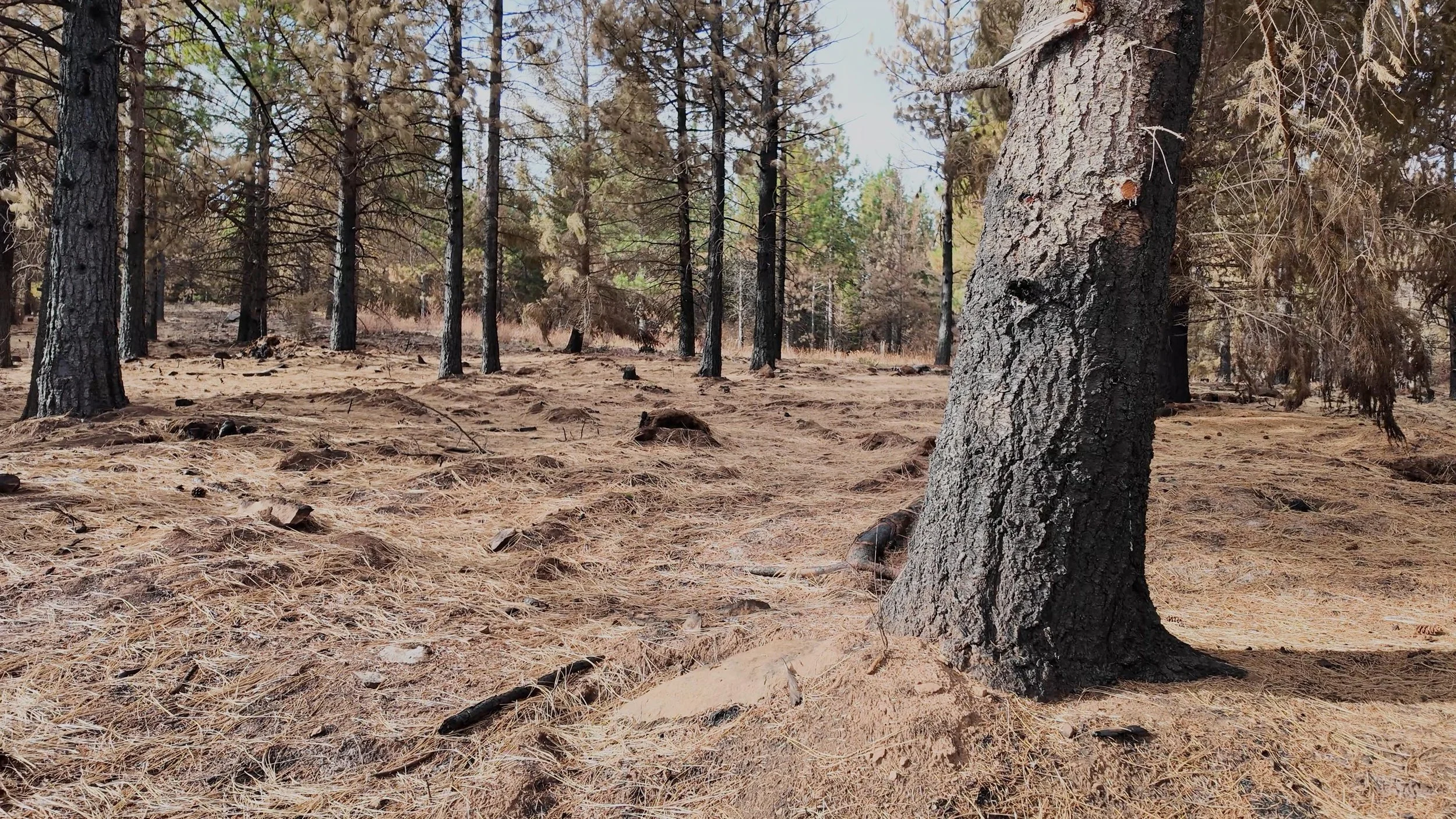 A post-burn look at the Grasshopper Fire along Forest Road 4810, as of Sept. 10. (Courtesy of the U.S. Forest Service)