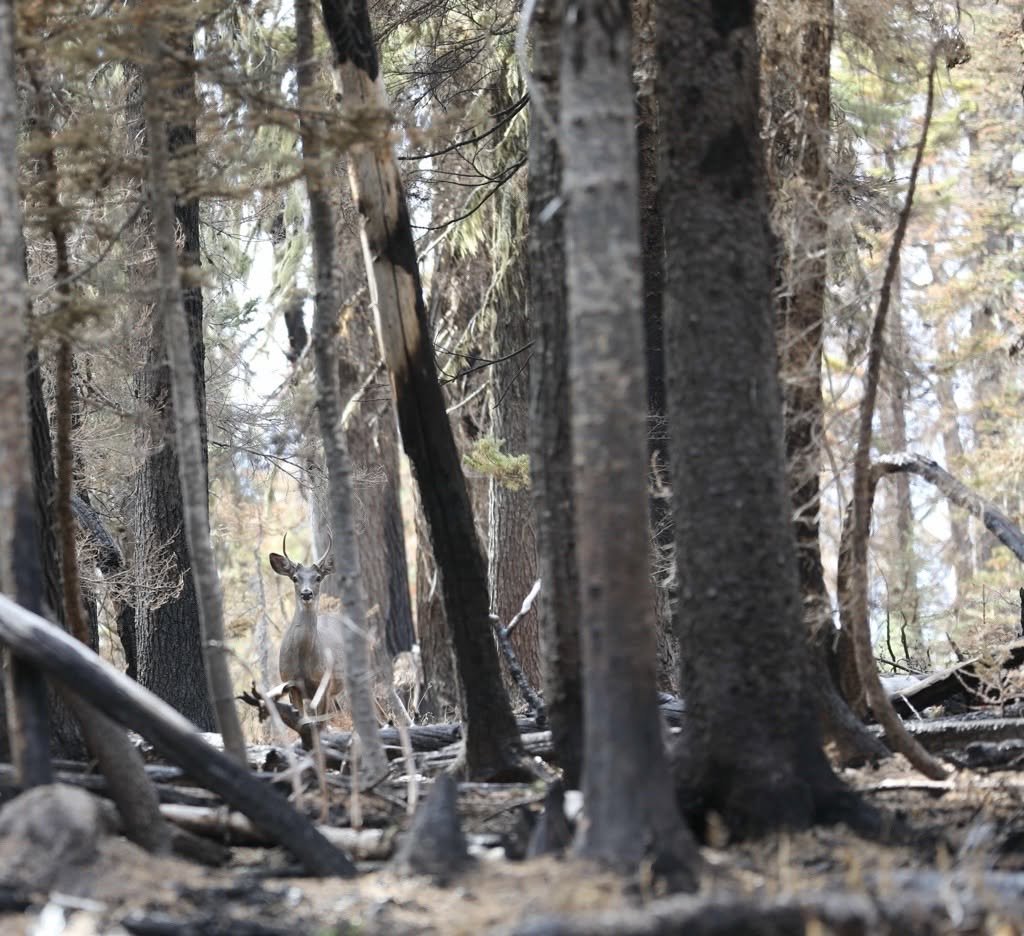 Wildlife returns post-fire along Forest Road 4810 in the Mount Hood National Forest. (Courtesy of the U.S. Forest Service)