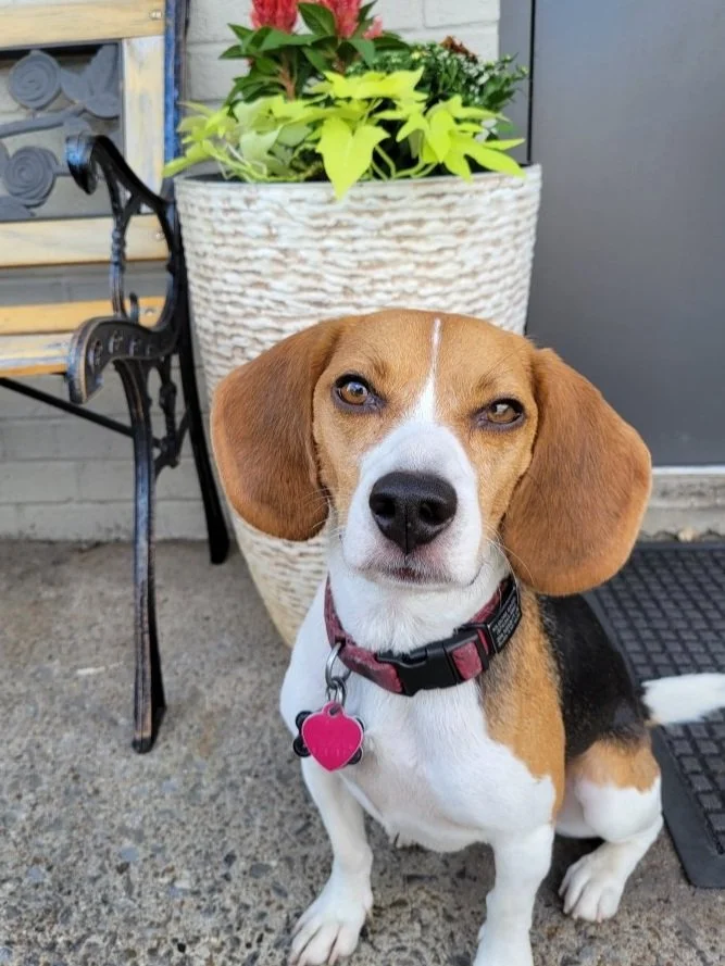 A dog sitting in front of a large white planter with green and pink plants, next to a decorative black iron chair, on a concrete floor outside a building.