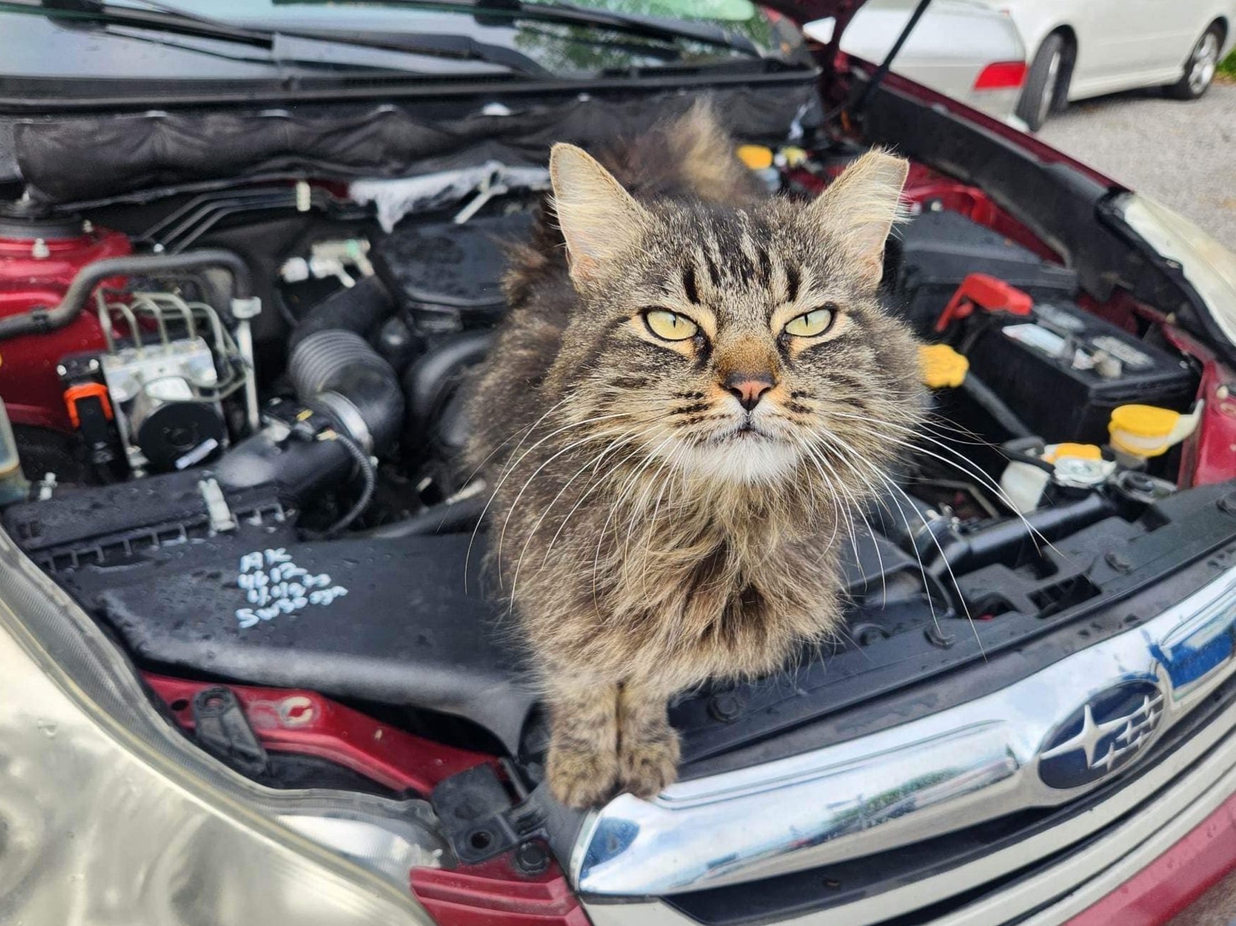 A cat sitting in the engine compartment of a Subaru car with the hood open.