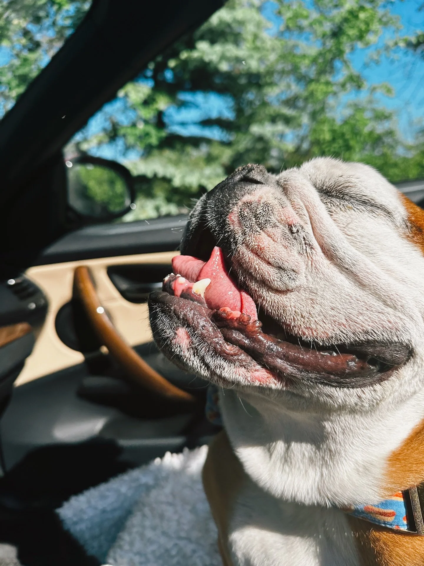 A Day in the Life- early morning bakery run. Bubbi loves these coffee filled, top down in the convertible mornings.  Got his butt scratched by fellow bakery enthusiasts too 😜
#doorcounty #adayinthelife
