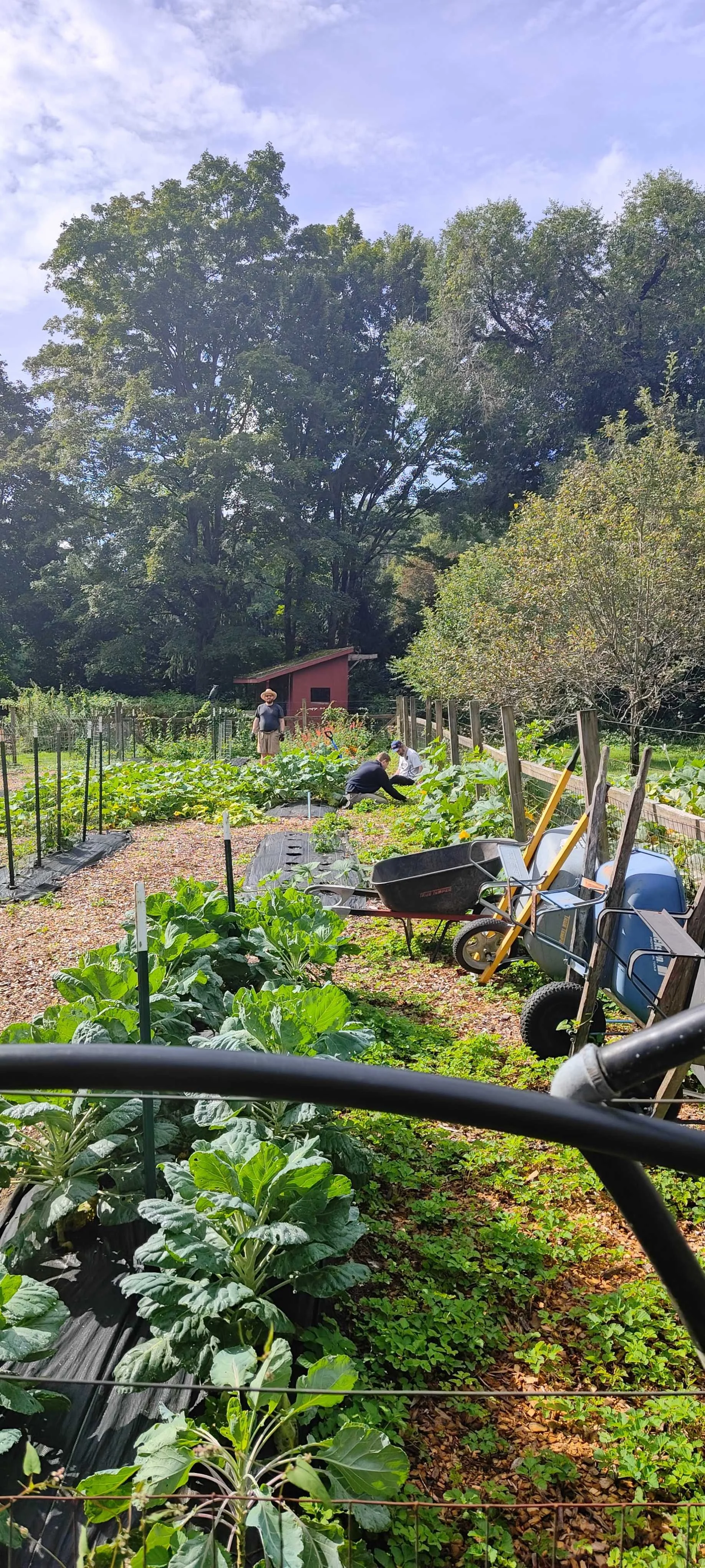garden.jpg