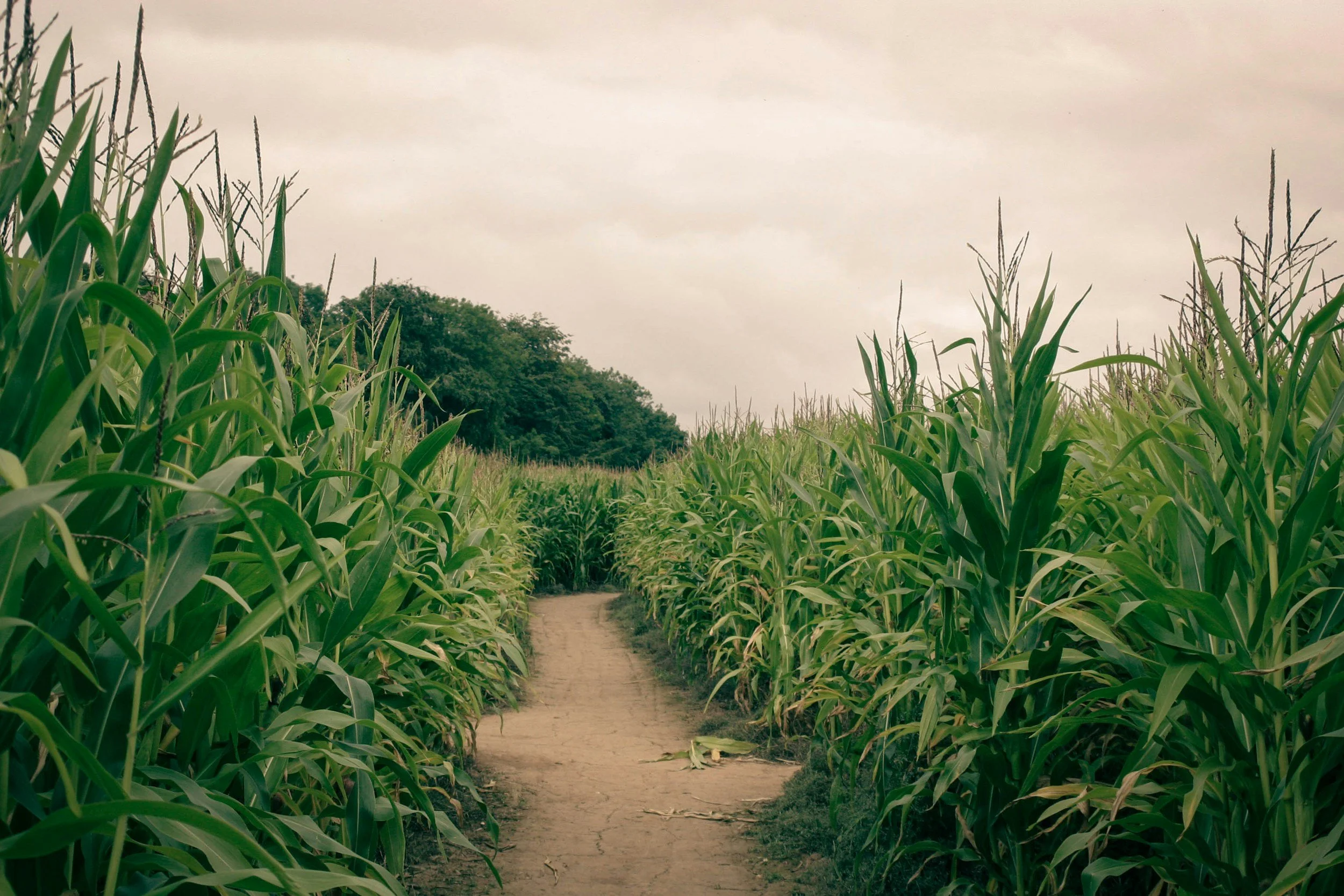 Corn Maze 🌽