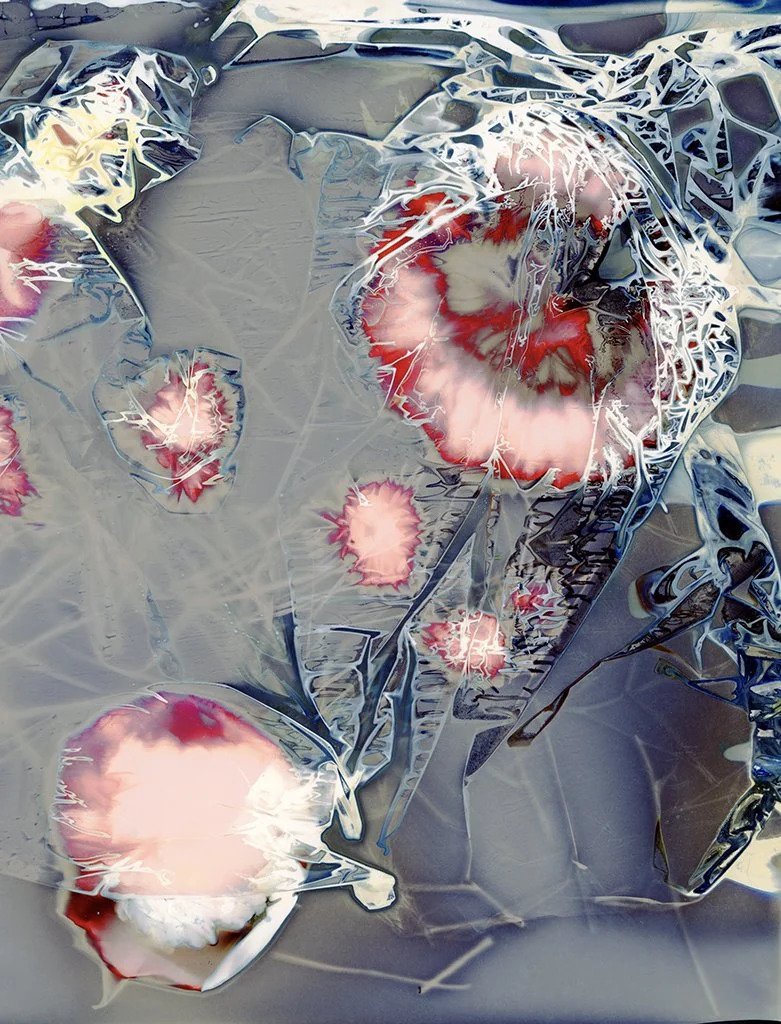 "Rununculus", 20x27, archival pigment Print, edition of 10