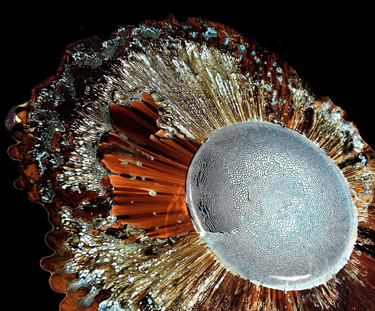 "Jewel" 23x24, archival pigment print, edition of 10