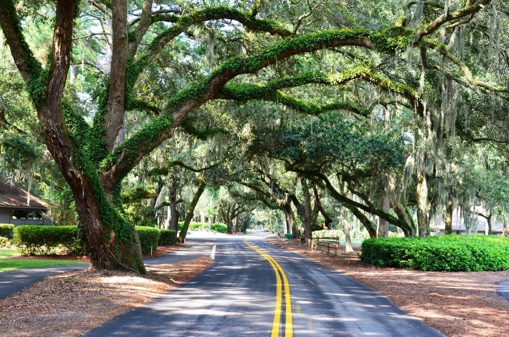 Beautiful-moss-covered-oaks-in-Hilton-Head.jpg