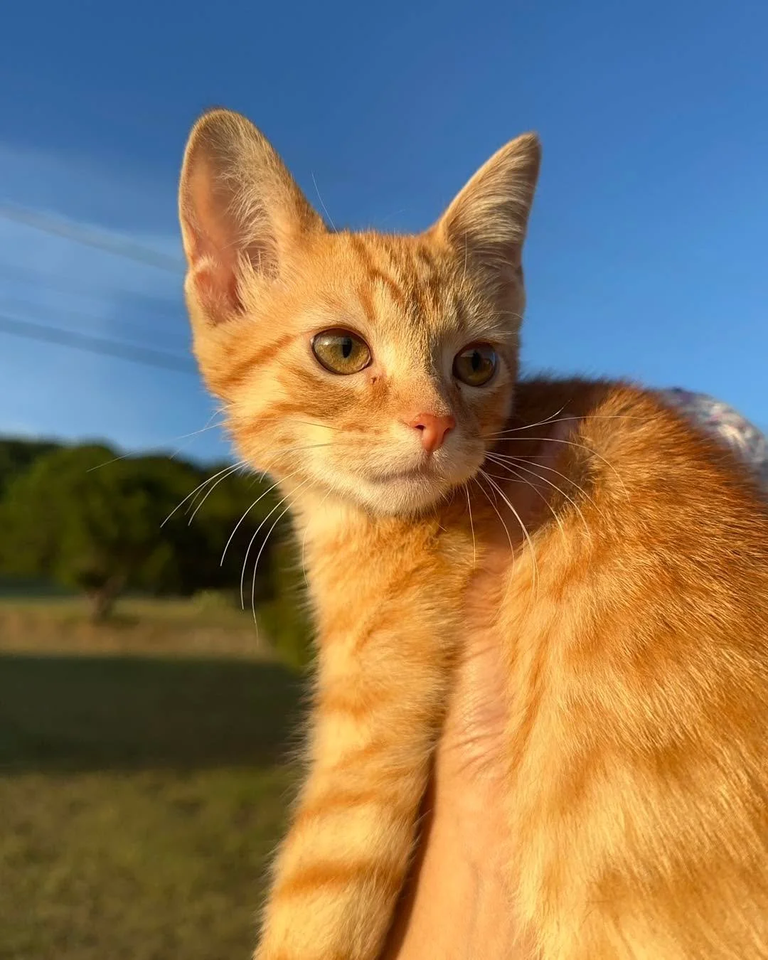 oakley. 🥰

second vet visit down! 
he&rsquo;s doing great! will be neutered within the next few months. everything else up to date and the best at the vet. if you&rsquo;re looking for a vet, i highly recommend pointe183vet. affordable, so easy to ge