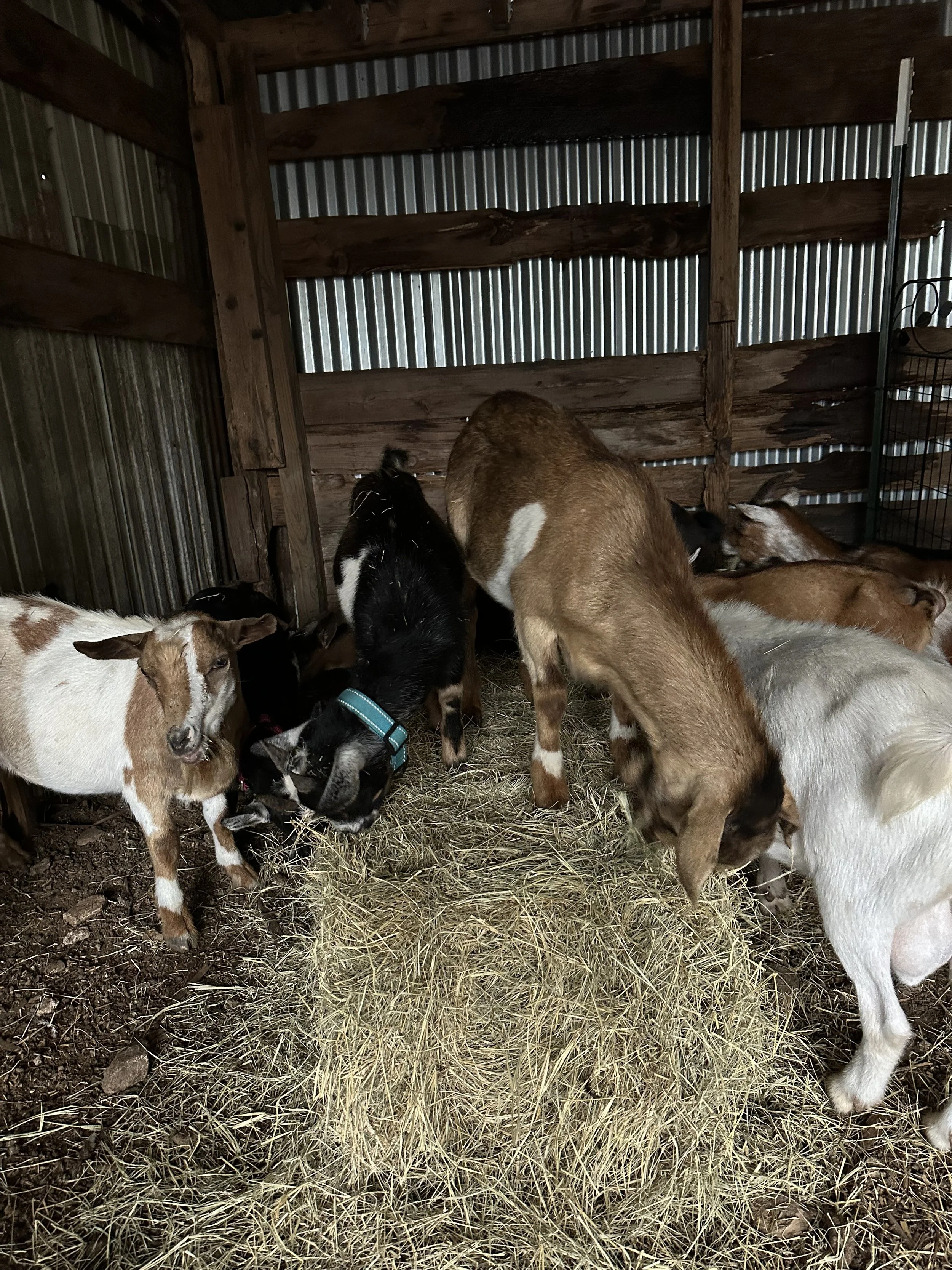 final 8 - the goats