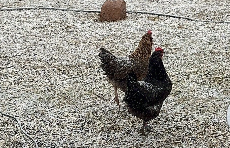 when more isn’t better: why we keep fewer chickens now