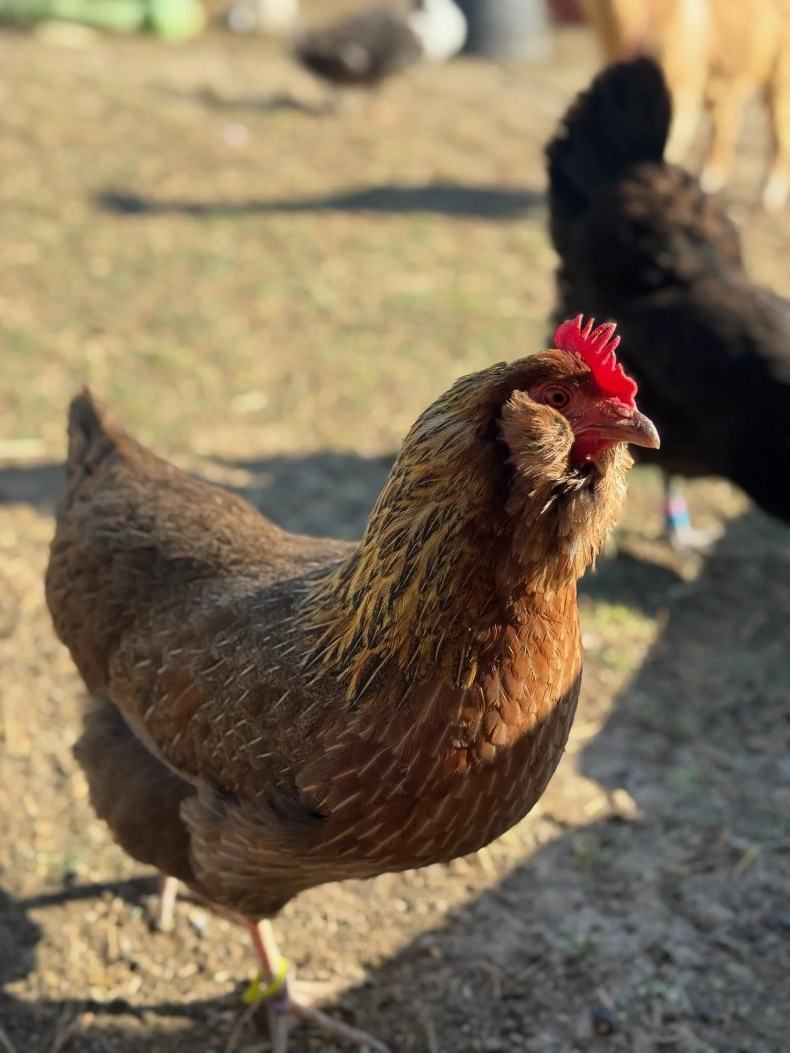 when more isn’t better: why we keep fewer chickens now