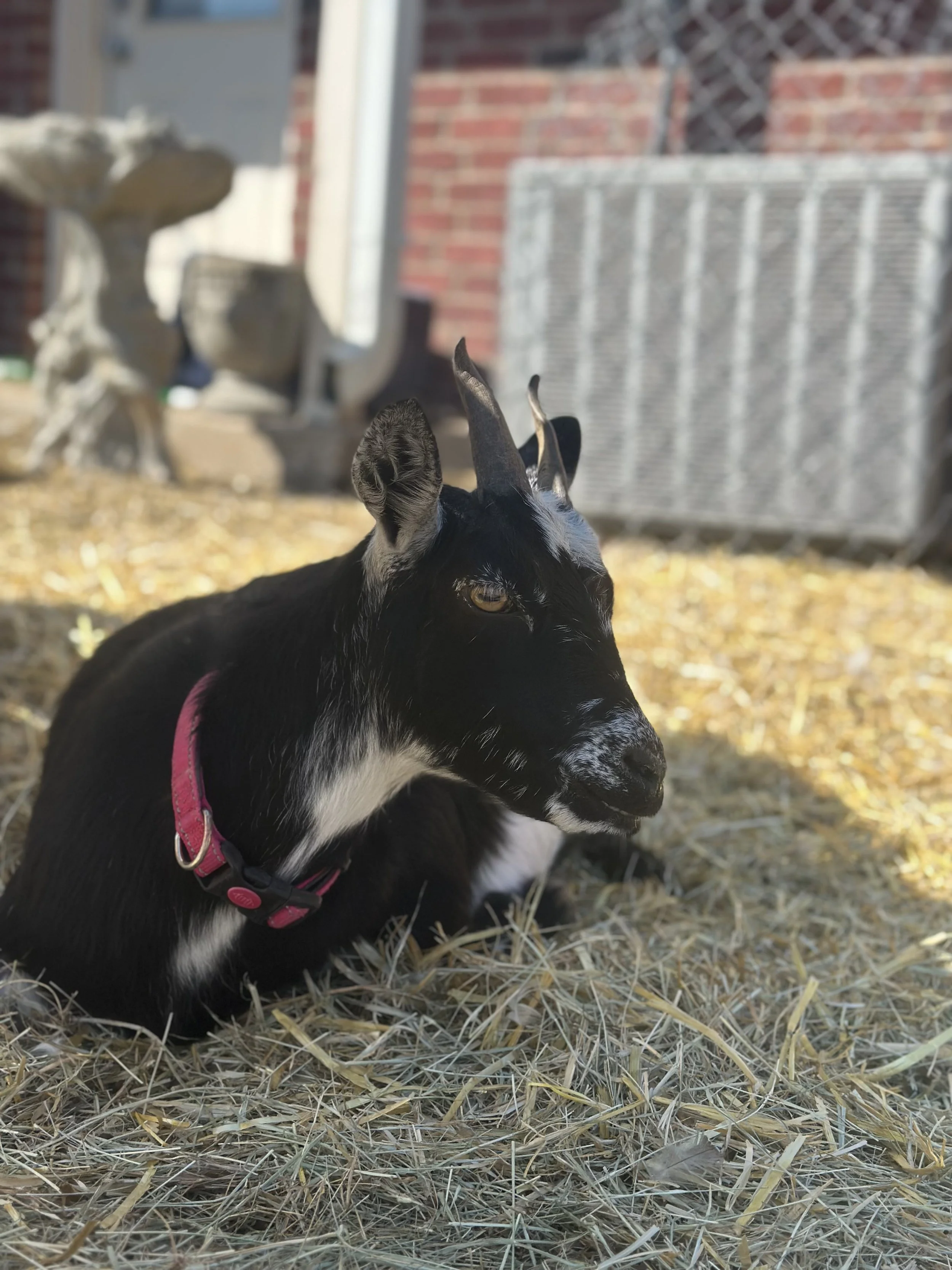 oreo - nigerian dwarf