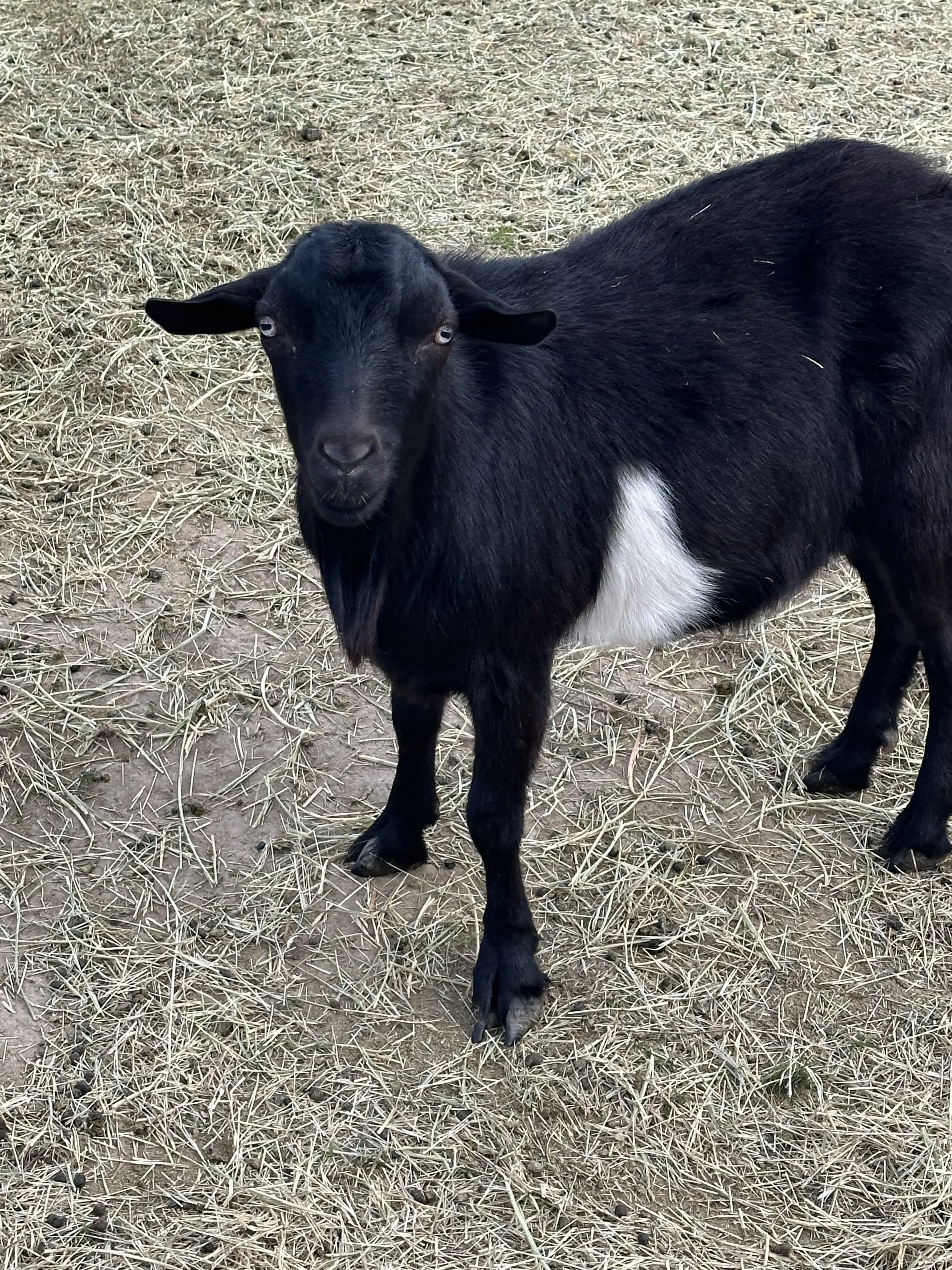 sully - myotonic goat