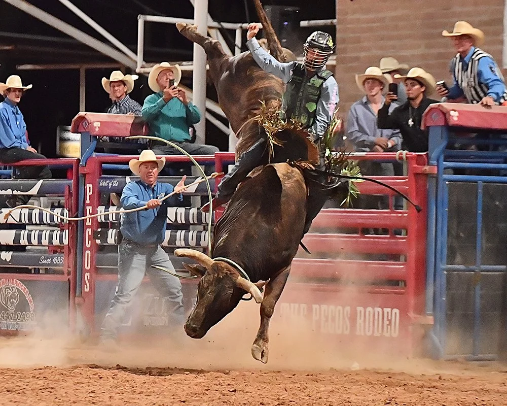 Pete Carr Pro Rodeo Bucking Stock — Pete Carr Pro Rodeo