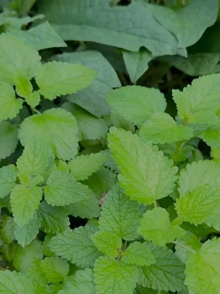 Feeling run down as we navigate late summer? Please know you&rsquo;re not alone - plant allies like Lemon balm are here to help us refill our cup 🌱

Join myself &amp; Friends Farm for a morning with Lemon Balm! Together we will learn about all thing