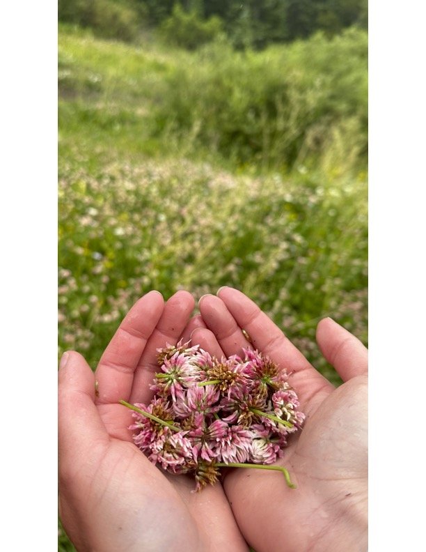 Natural Renewal: Restorative Herbs + Foods For Springtime Support 