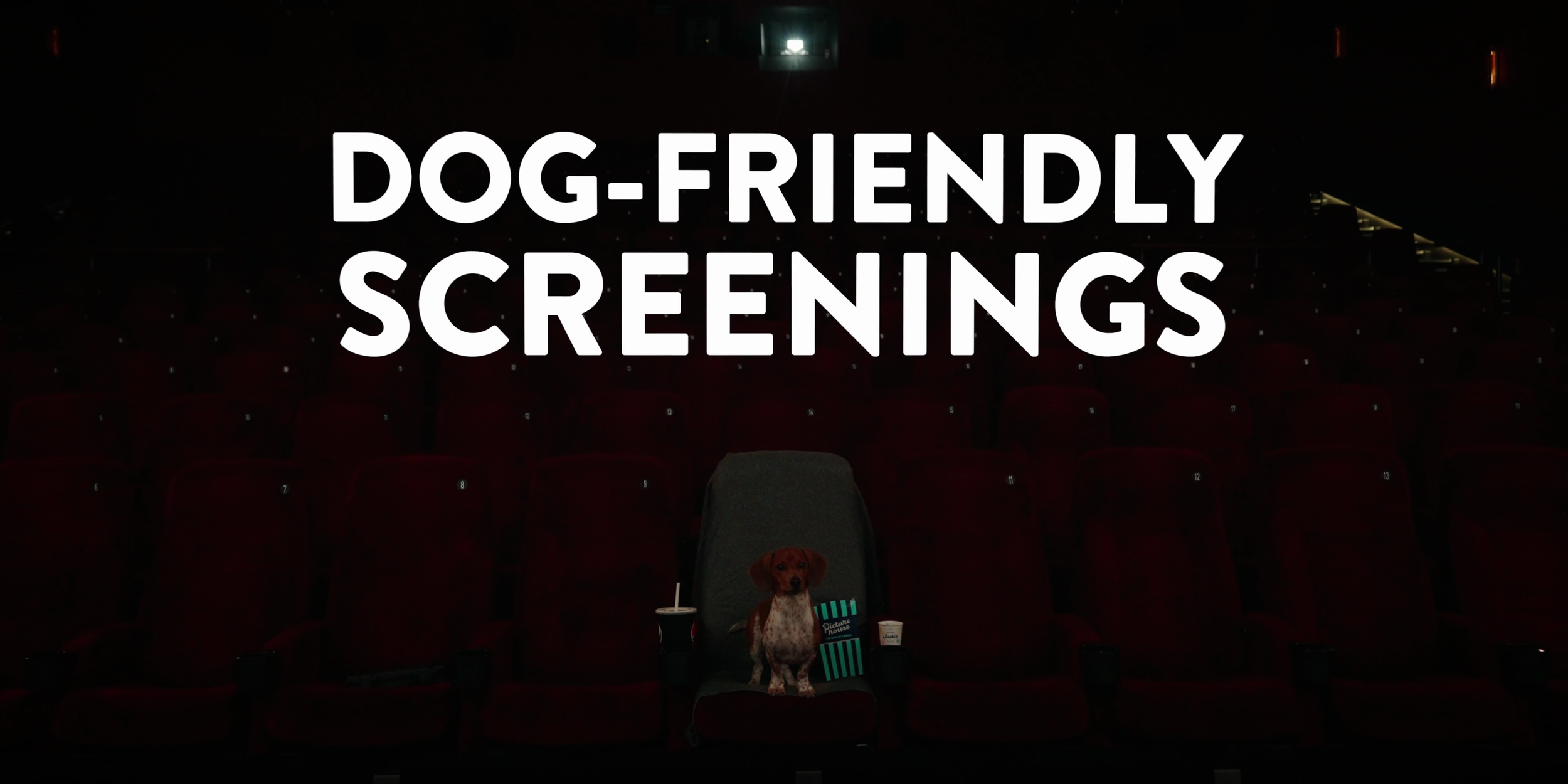Extremely cute dog sits on cinema seat at Picturehouse Central.