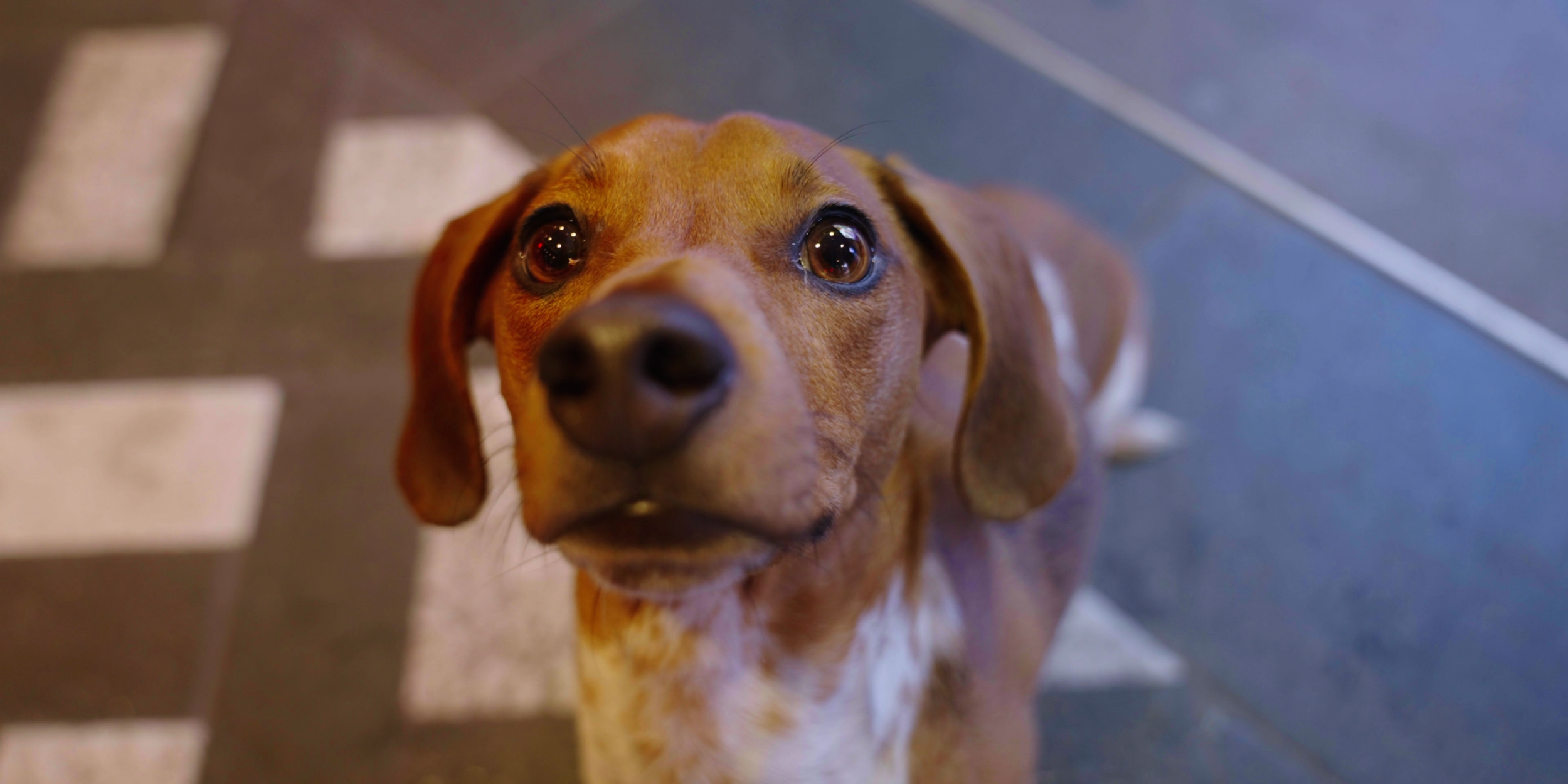 The cutest dog looks up in wonder at the Picturehouse Central in front of him.