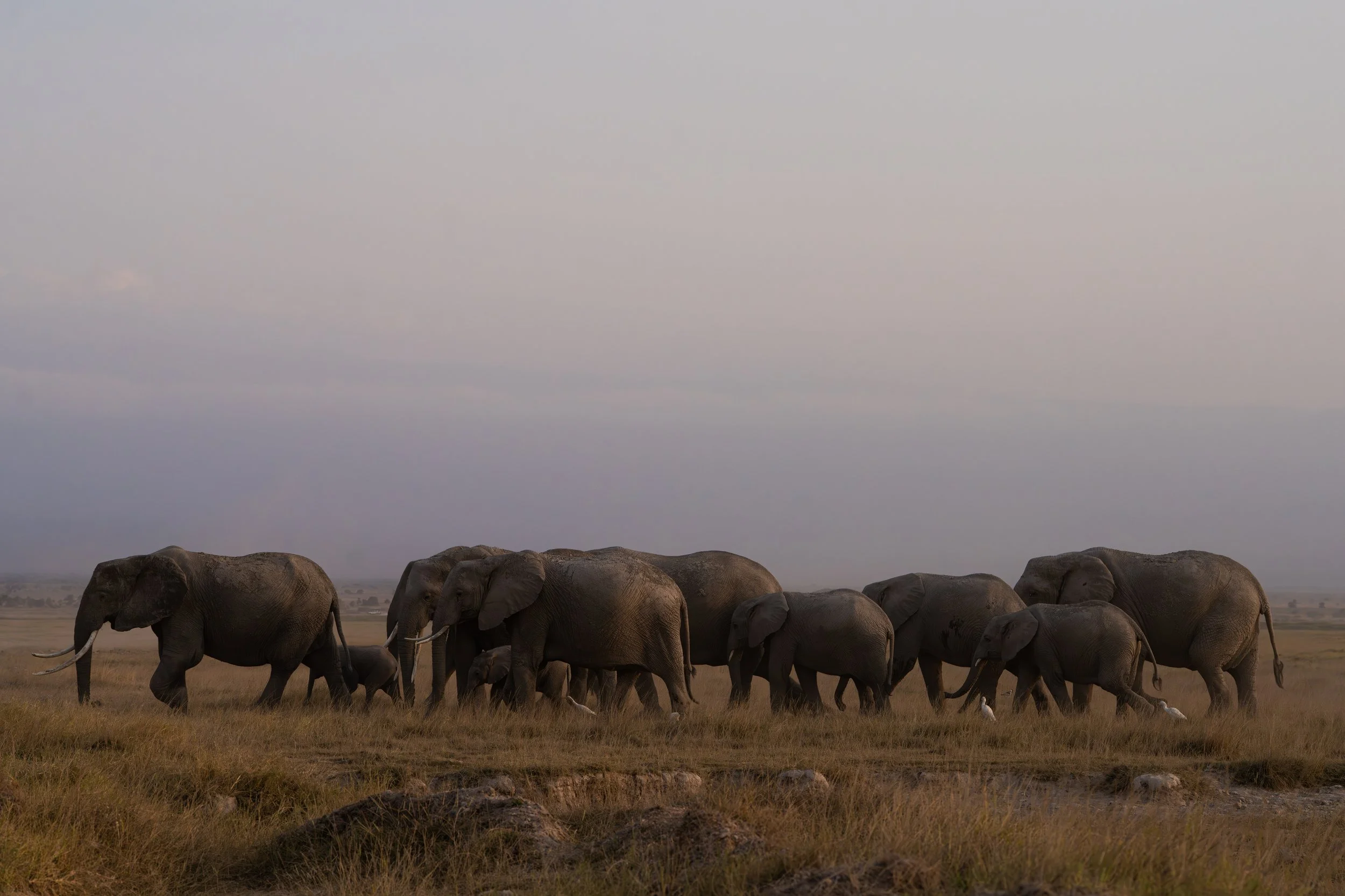 Éléphant 26jpg.jpg