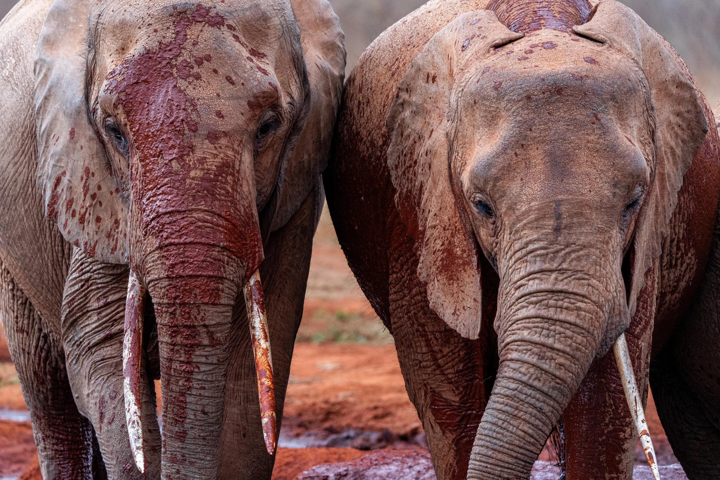 Éléphant 13