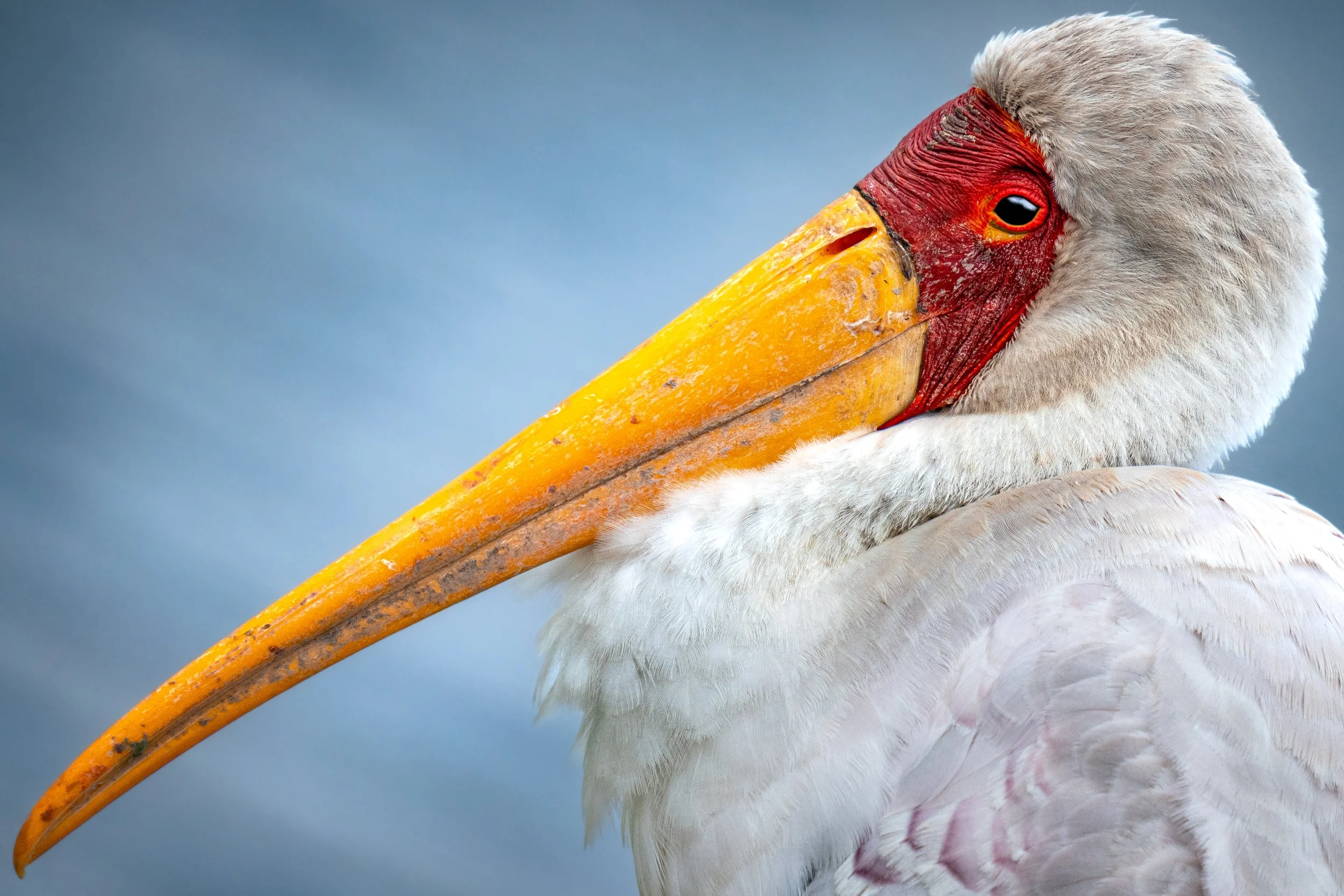 Oiseau 1.jpg